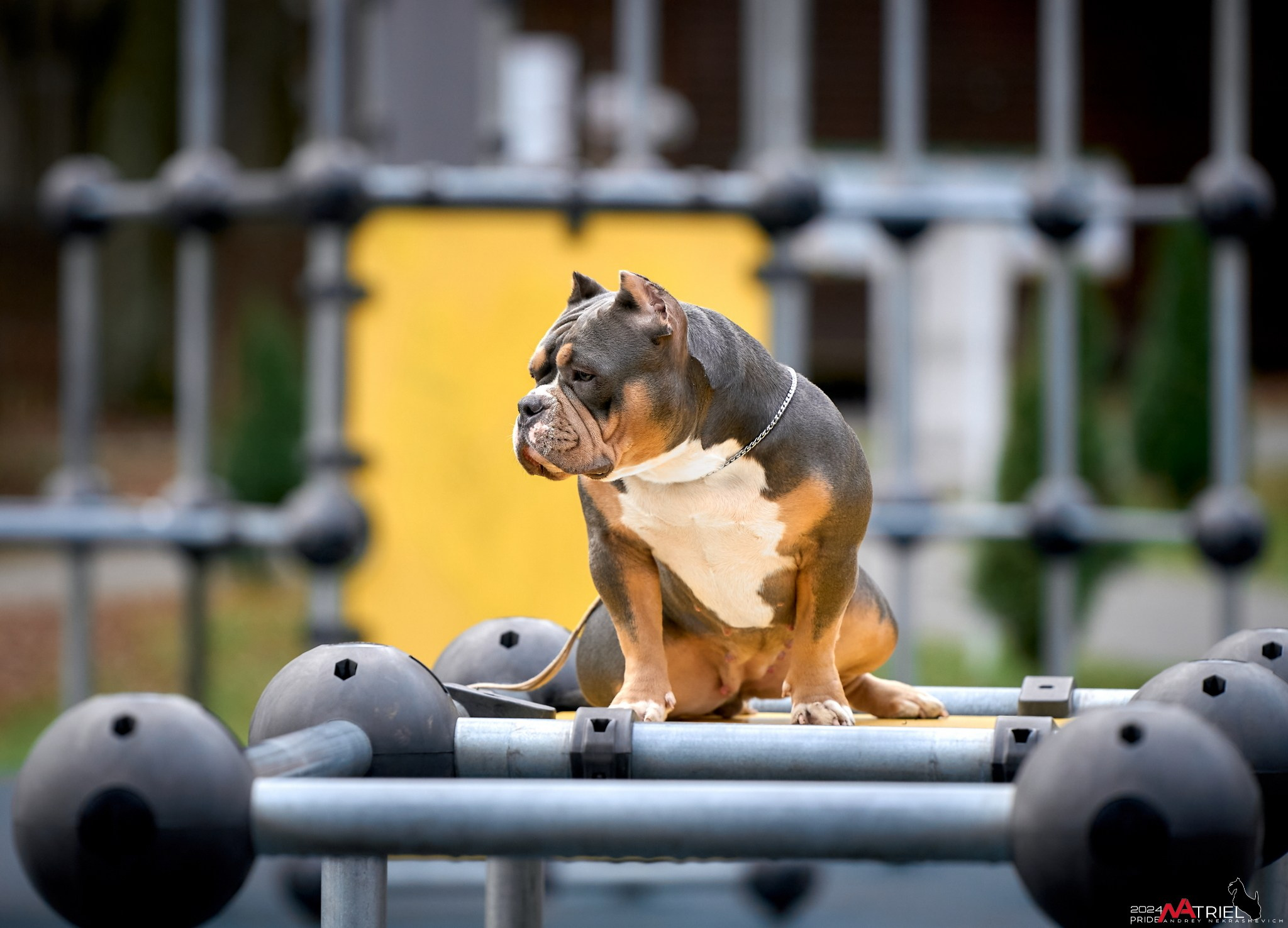 Фотопрогулка с булли в парке