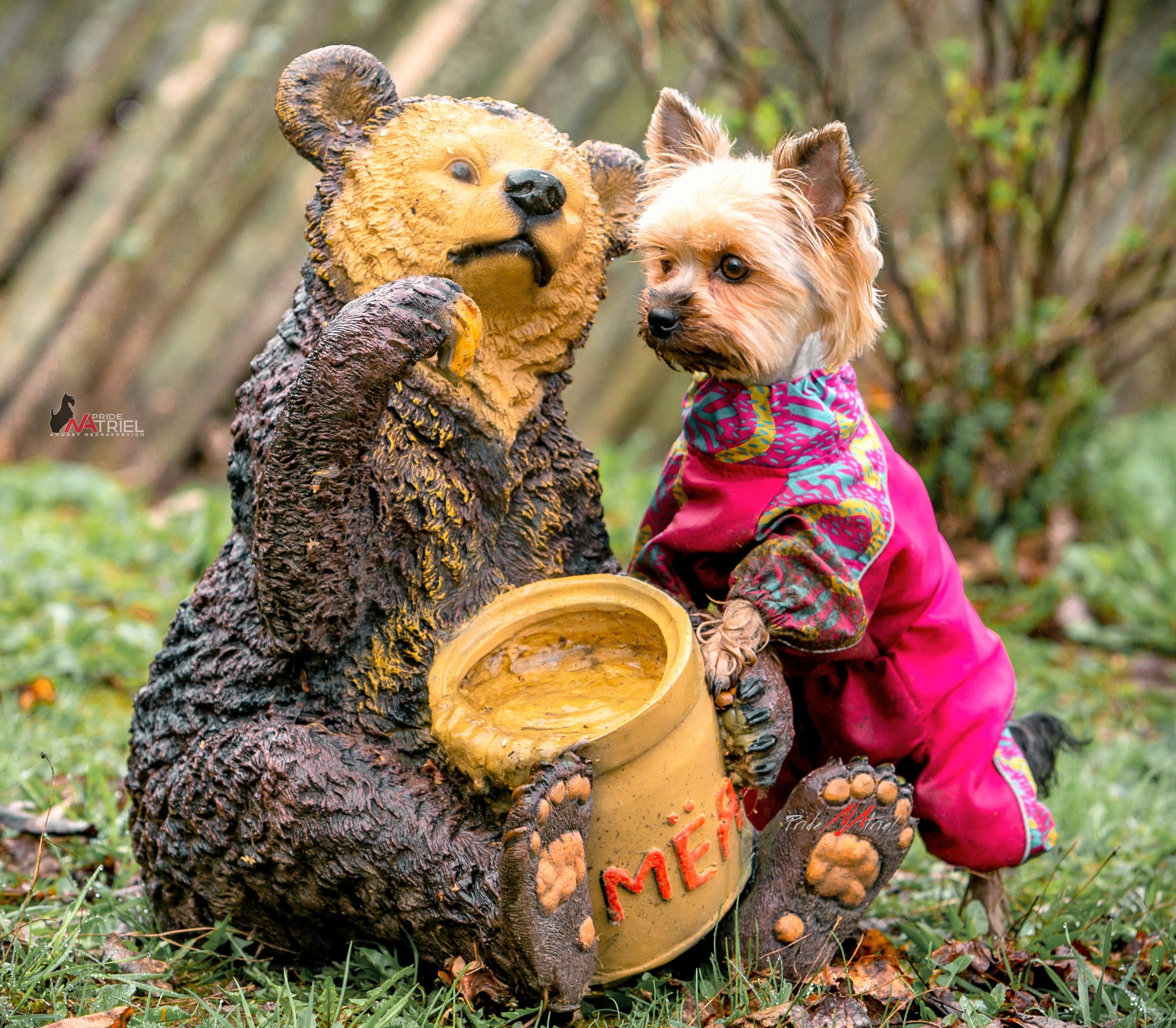 Йоркширский терьер Циля