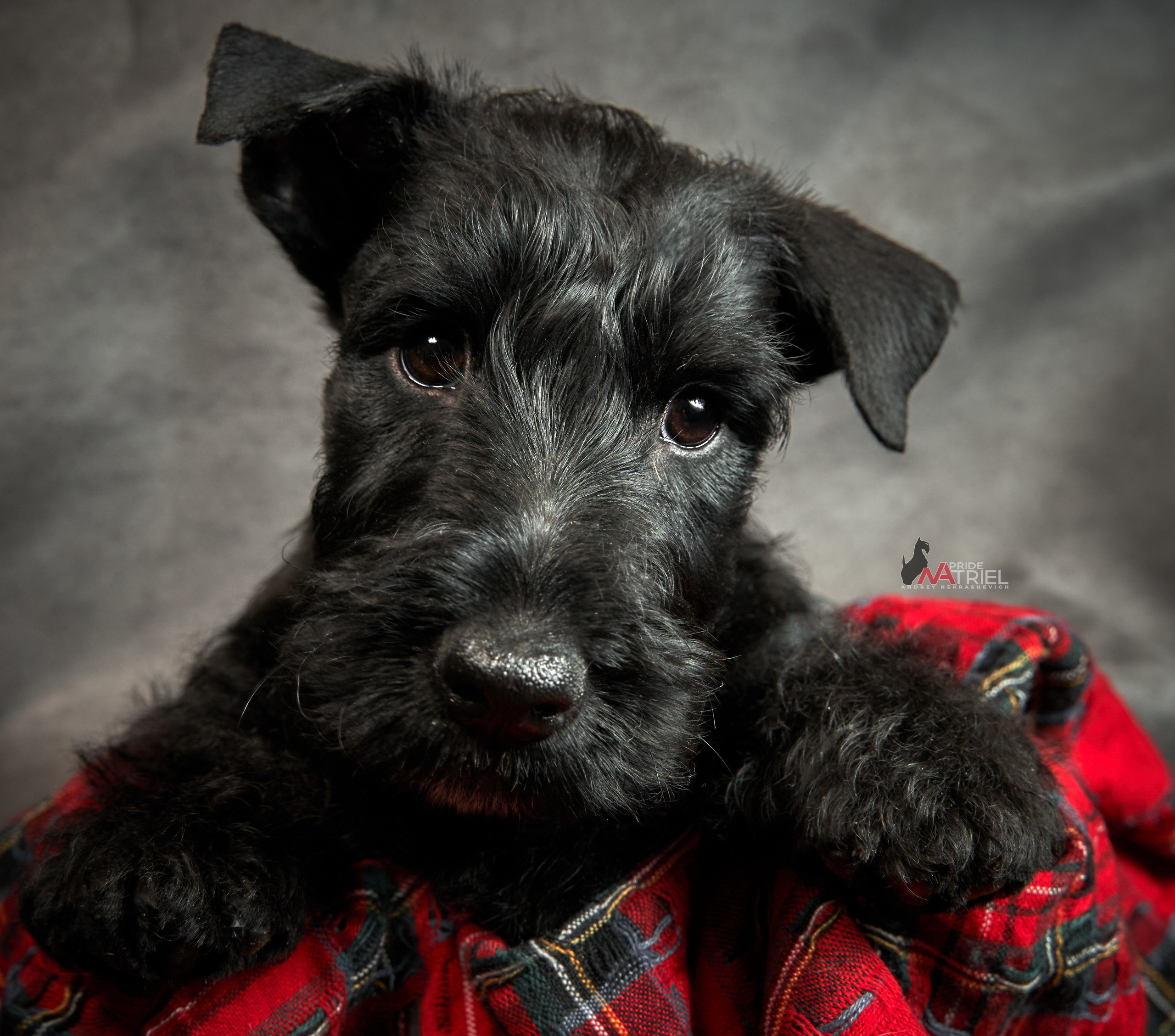 Щенки дома — галерея NATRIEL