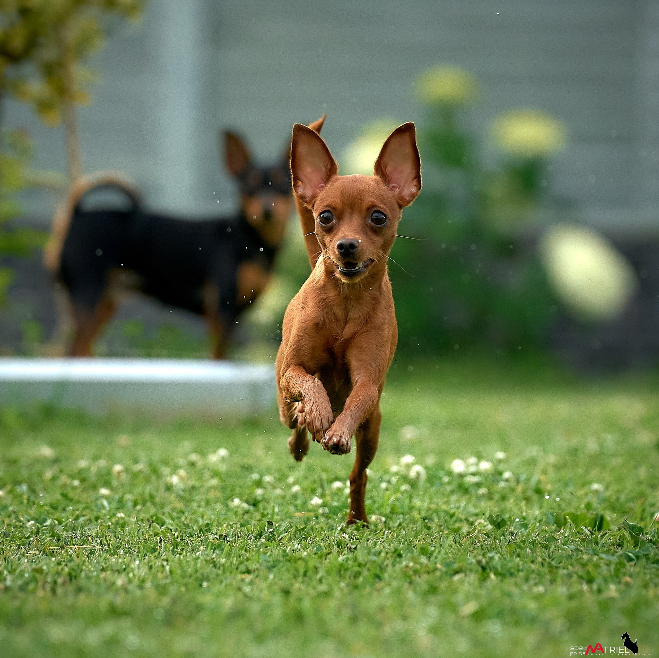 Фотопрогулка с крысариками