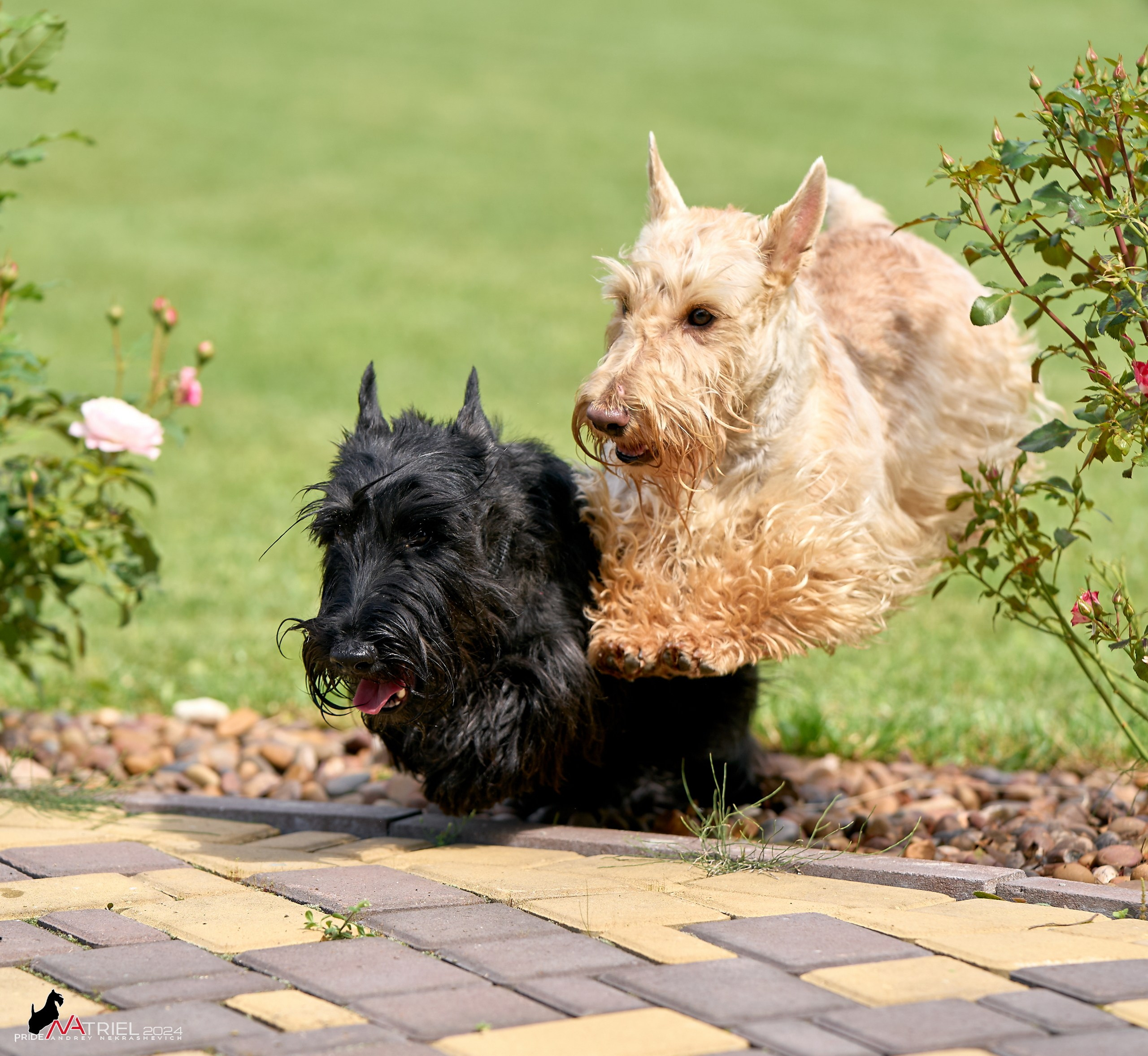 Скотчесемья «ИмпериалИти»