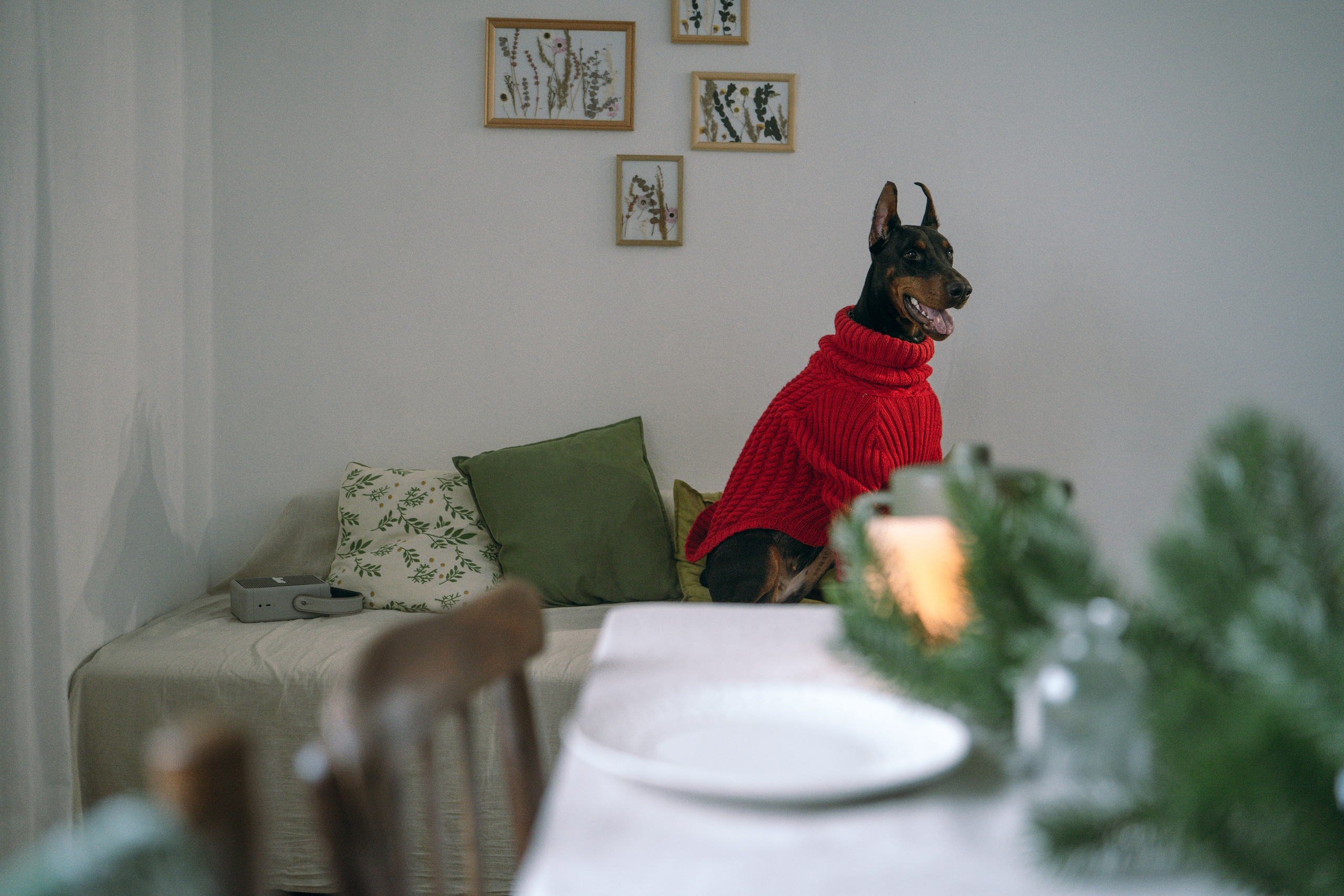 Саша и Асти. Фотограф анималист в Москве и Санкт-Петербурге Свиридова Анна