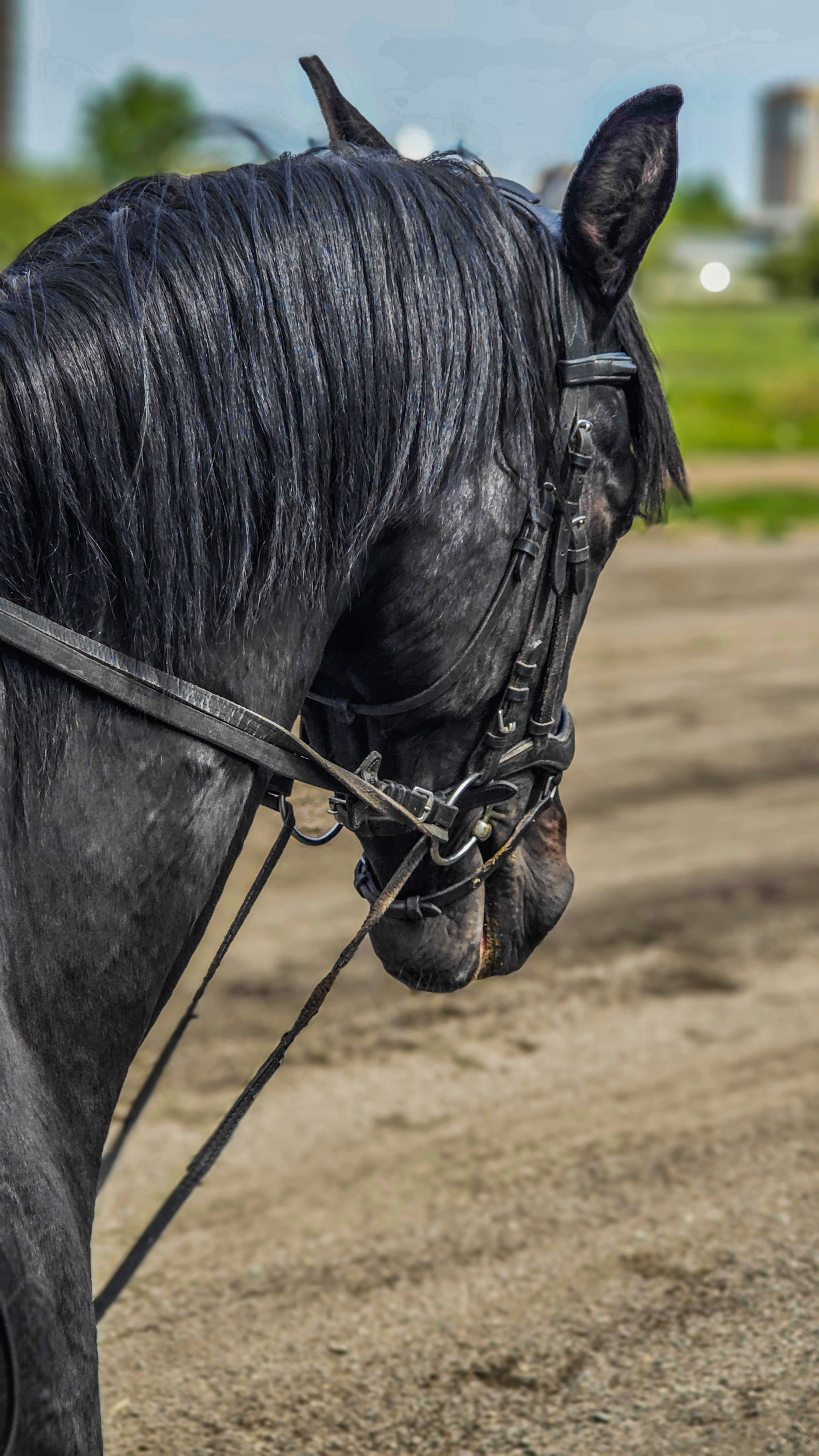 Красноярский ипподром. Открытие сезона 2025. Игорь Урывский. Фотограф Красноярск