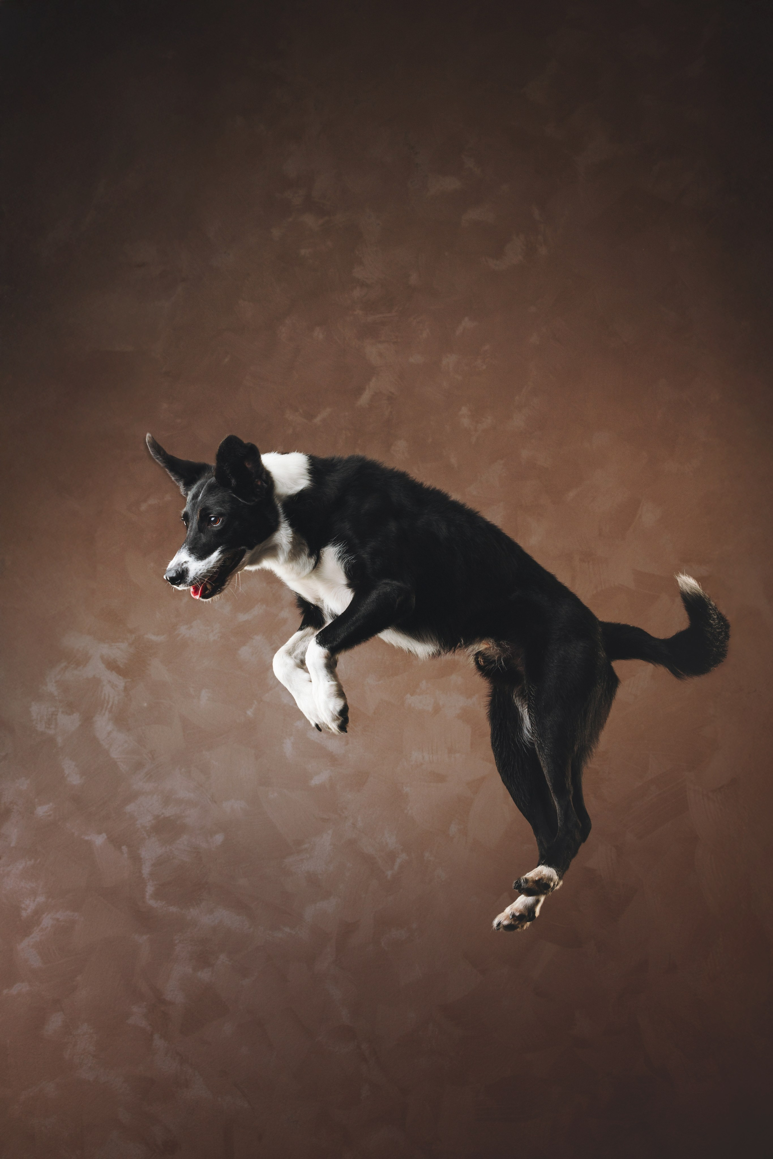 Бордер-колли. Фотограф анималист Осипчикова Мария