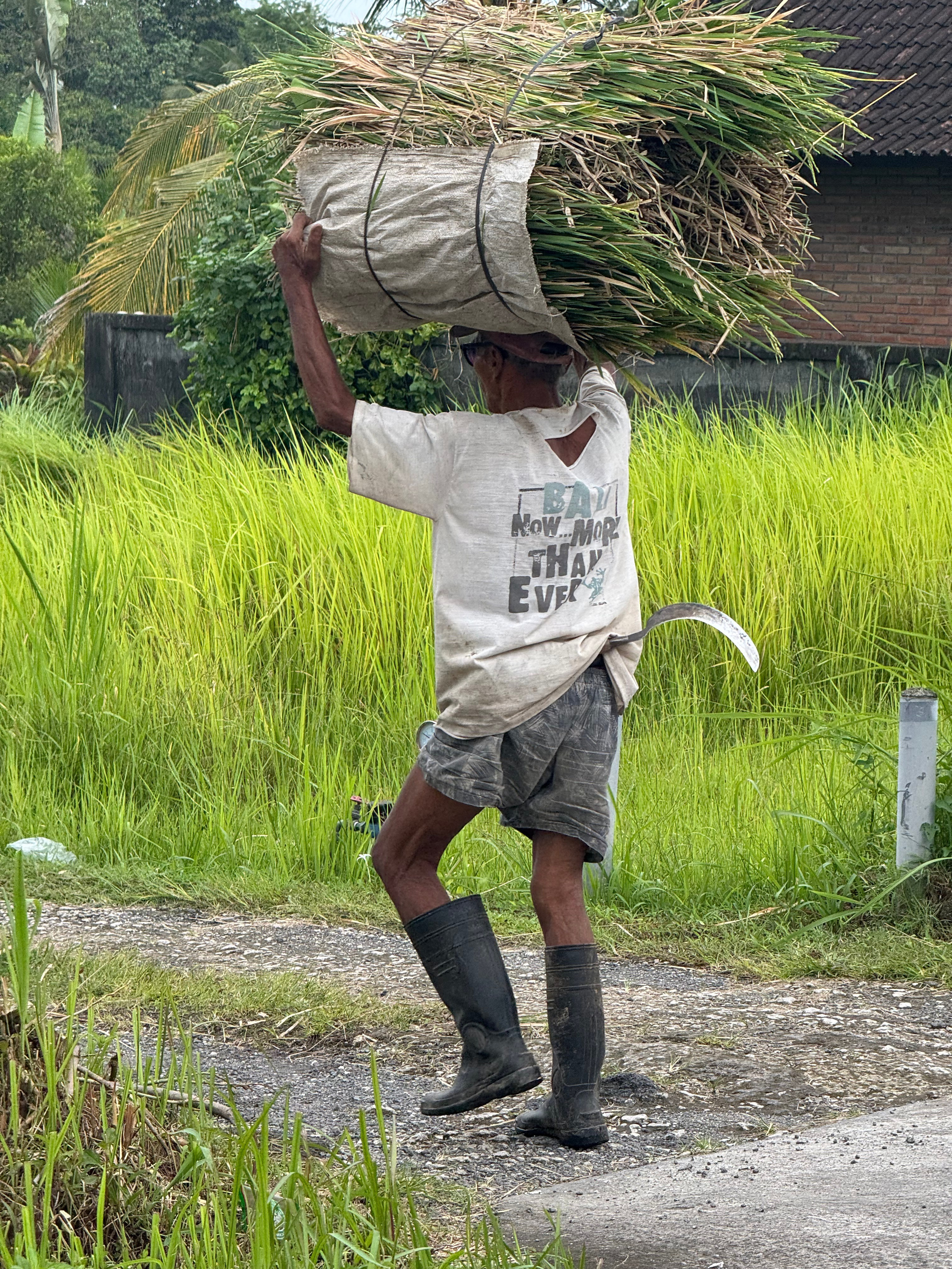 Бали. Убуд 2025. А вот и да!