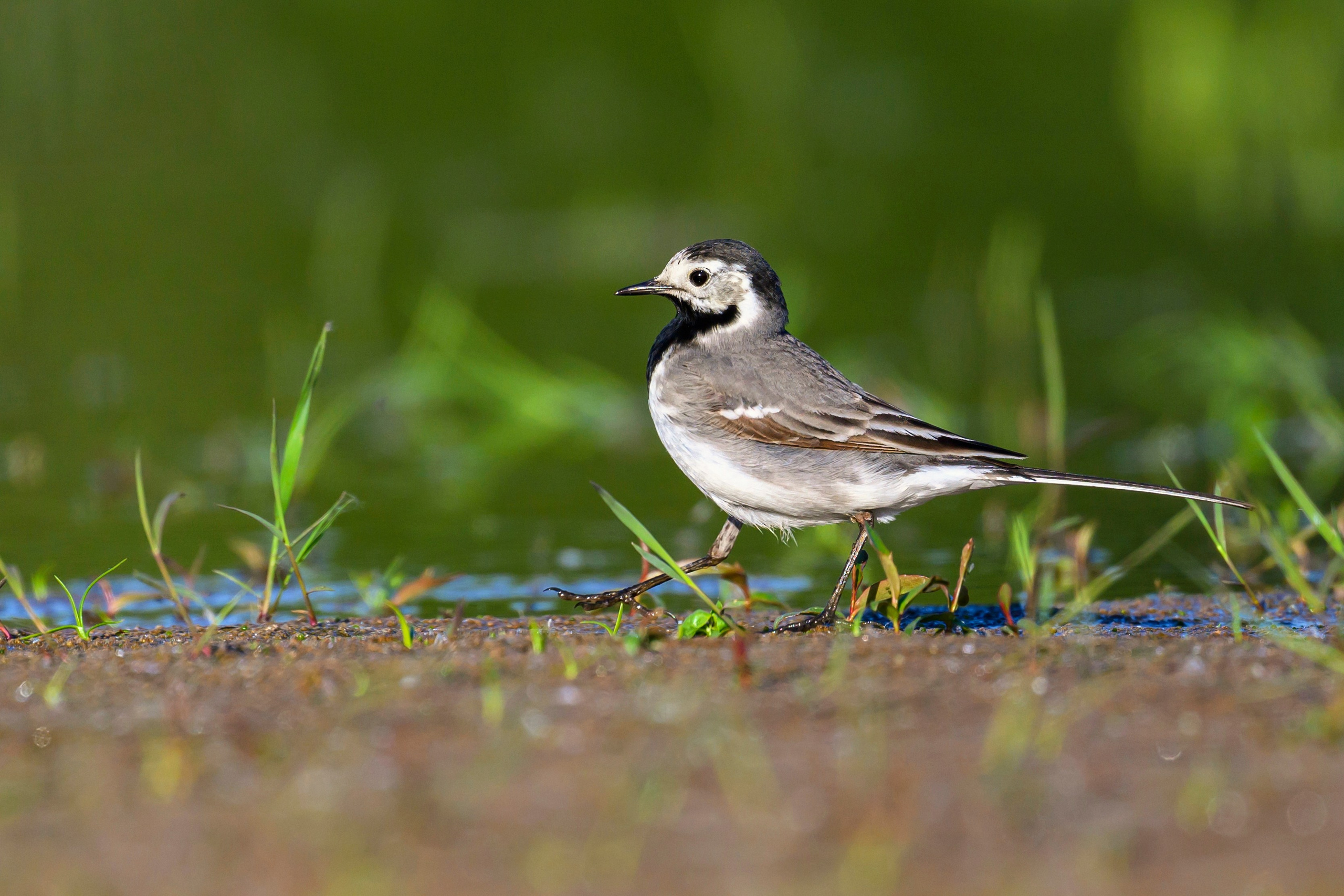 Жабы!. Wildlife photography by Sergey Puponin
