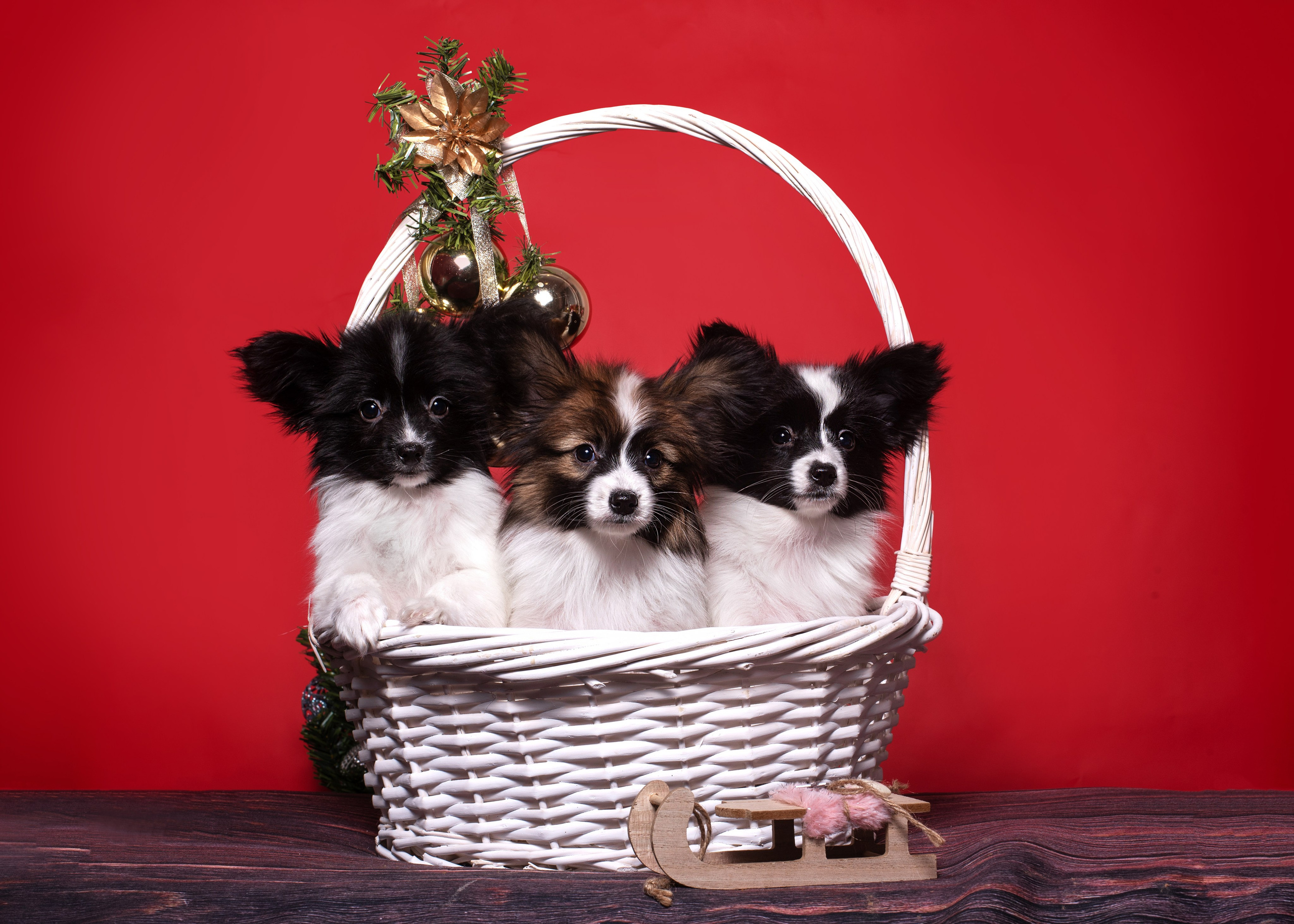 Папильончики. Дог-фотограф в Тюмени Александра Королева