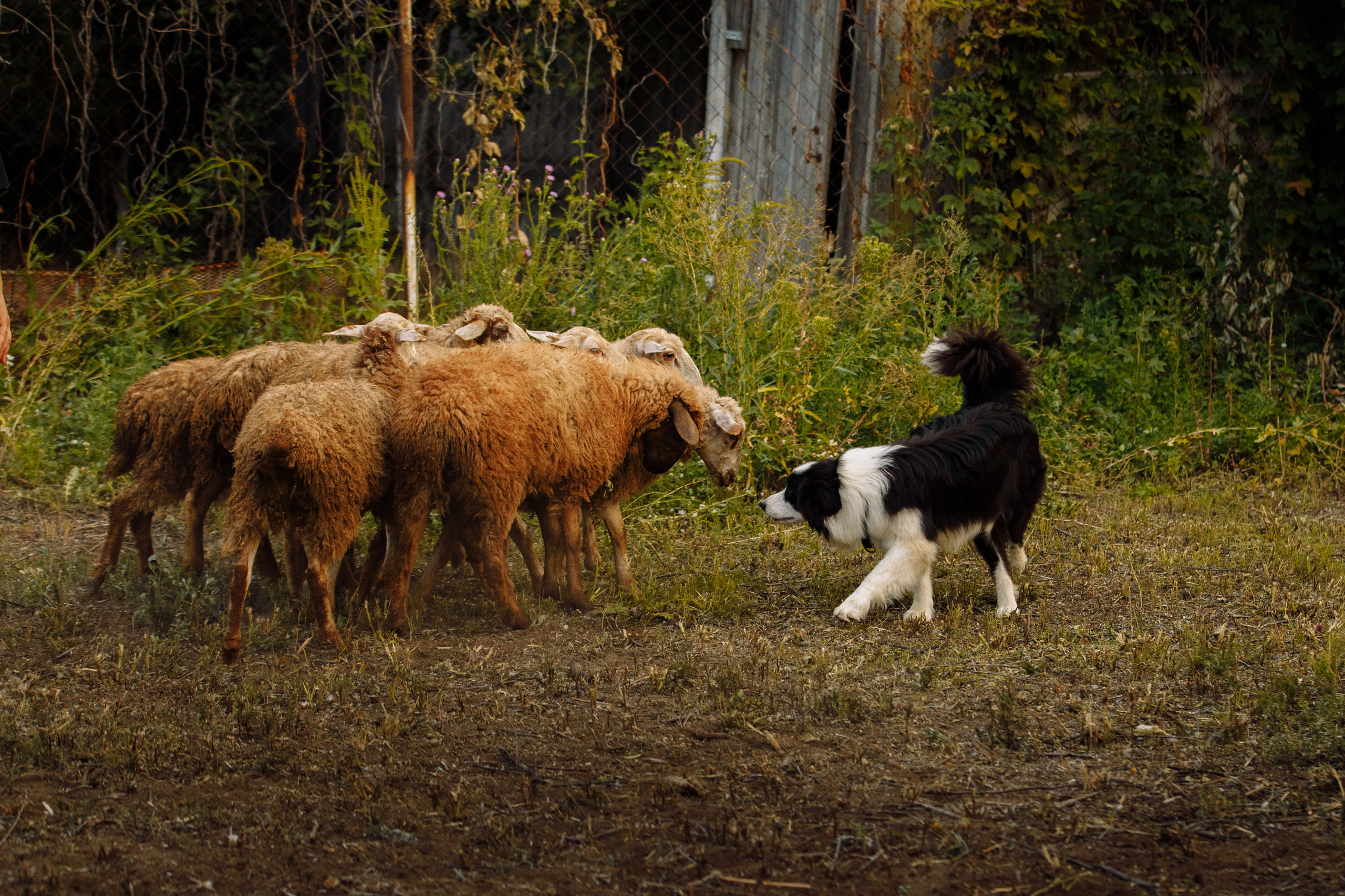 Овечий день. О нас
