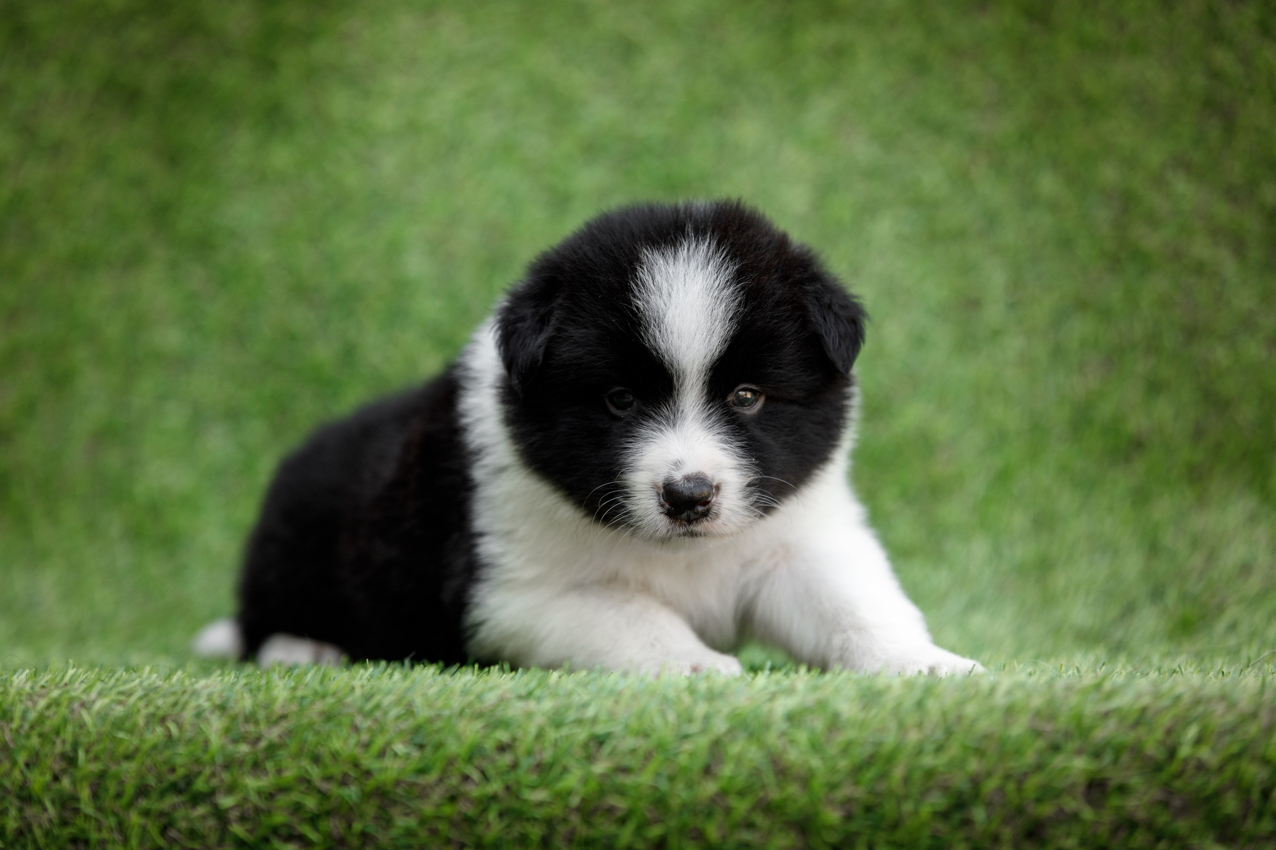 Смешарики. О нас