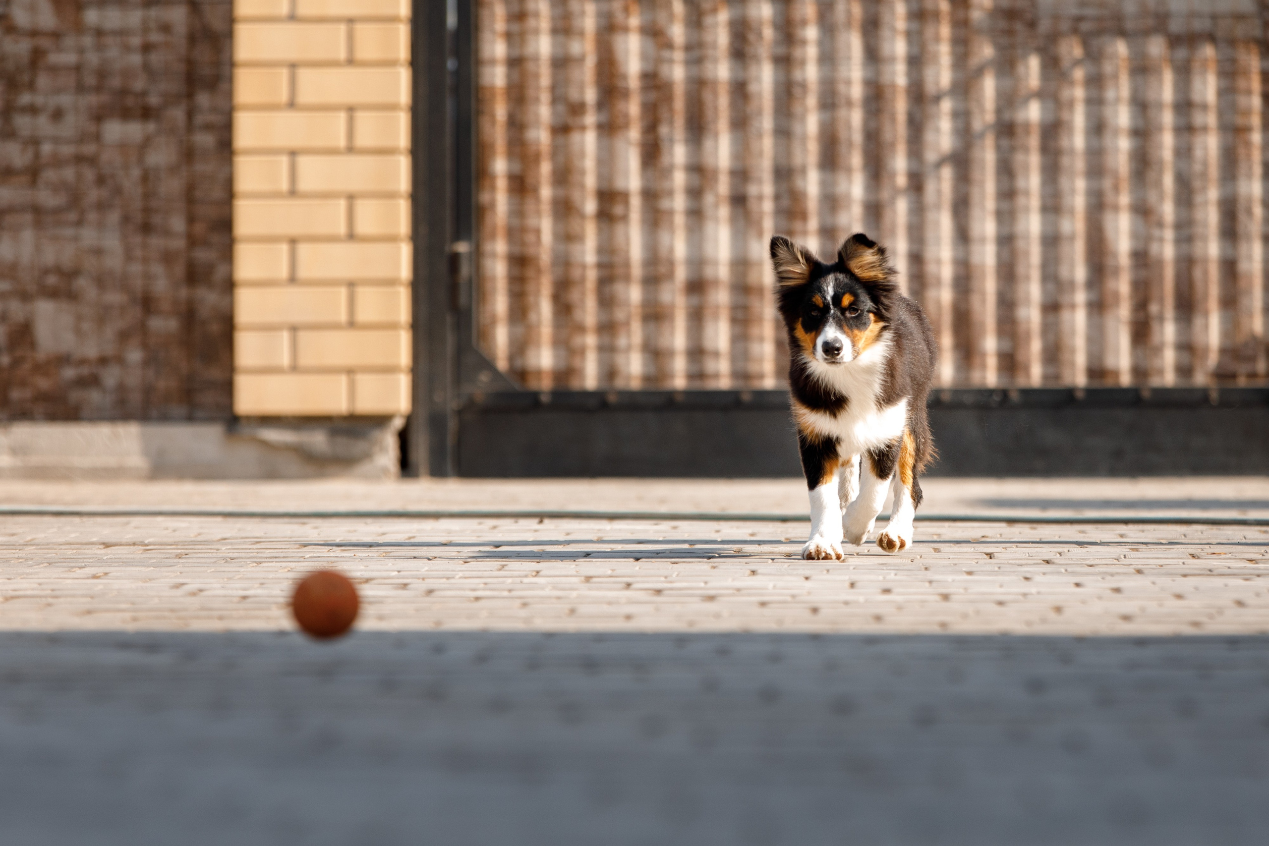 Смешарики. О нас