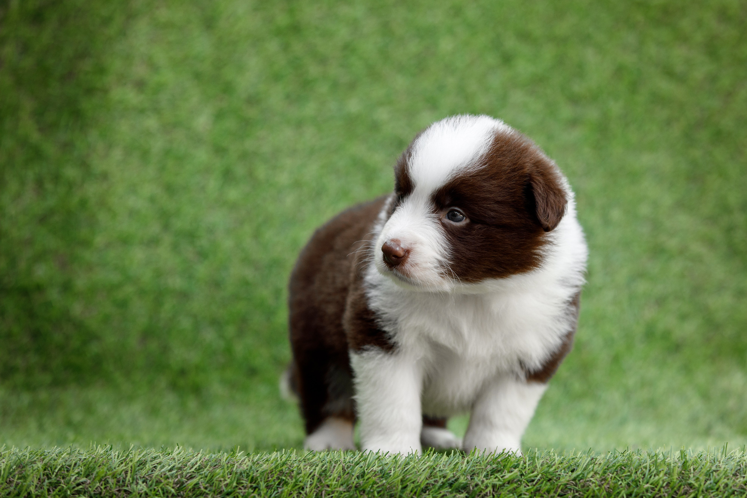 Смешарики. О нас