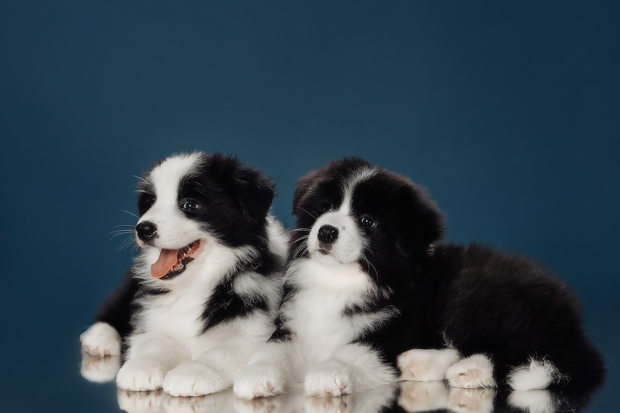 Синева. О нас