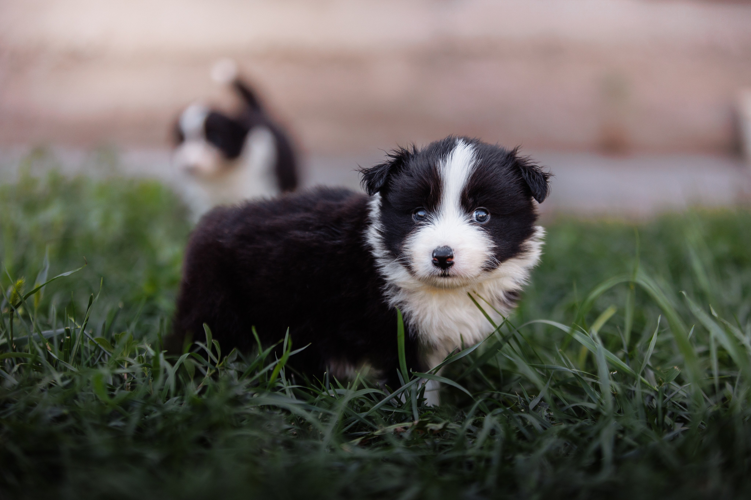 МММ — маленькое мягкое милое. О нас