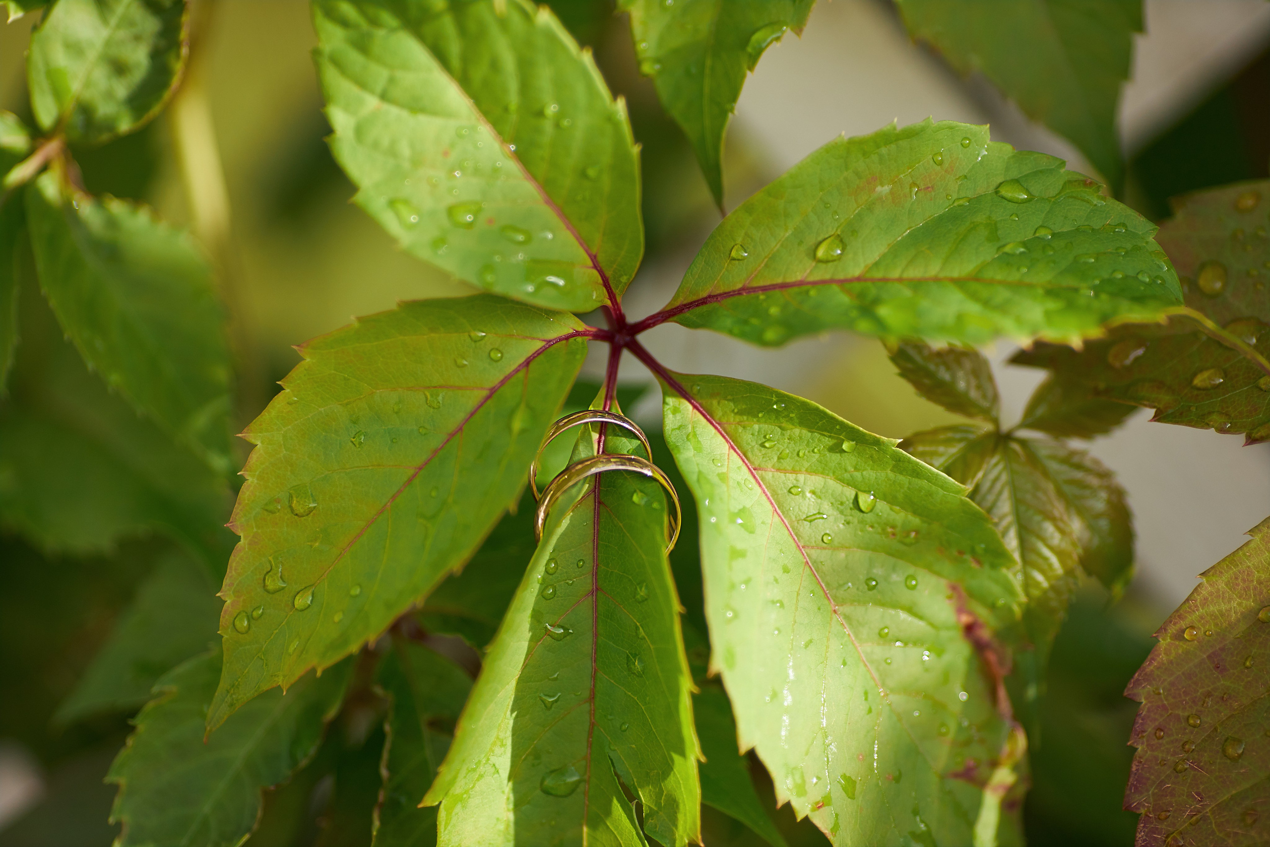Свадьба Петергоф. Фотограф в Санкт-Петербурге Знаменская Ирина