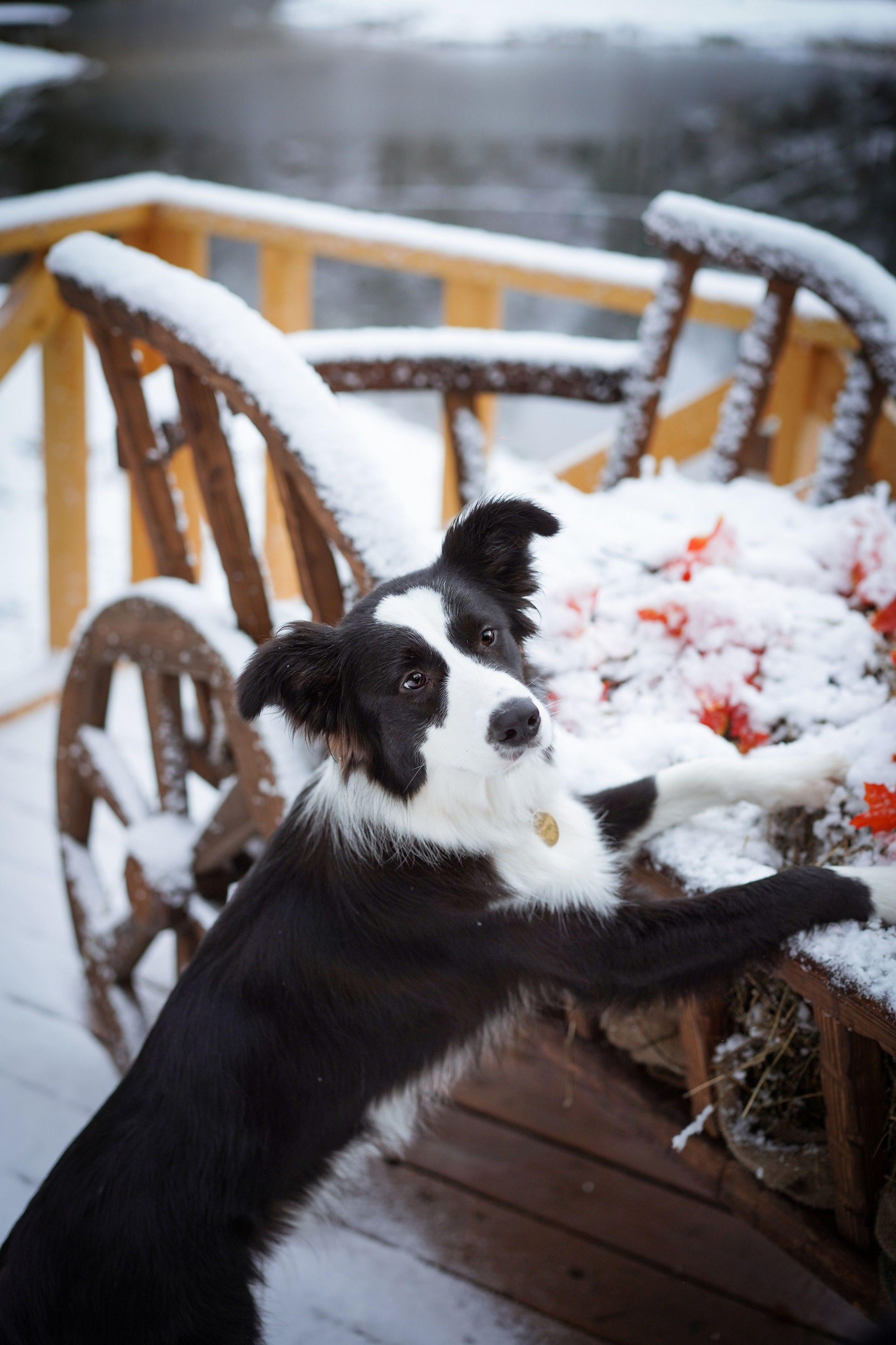 Юлия и Груша. Фотограф-анималист в Санкт-Петербурге Яна Мартынова