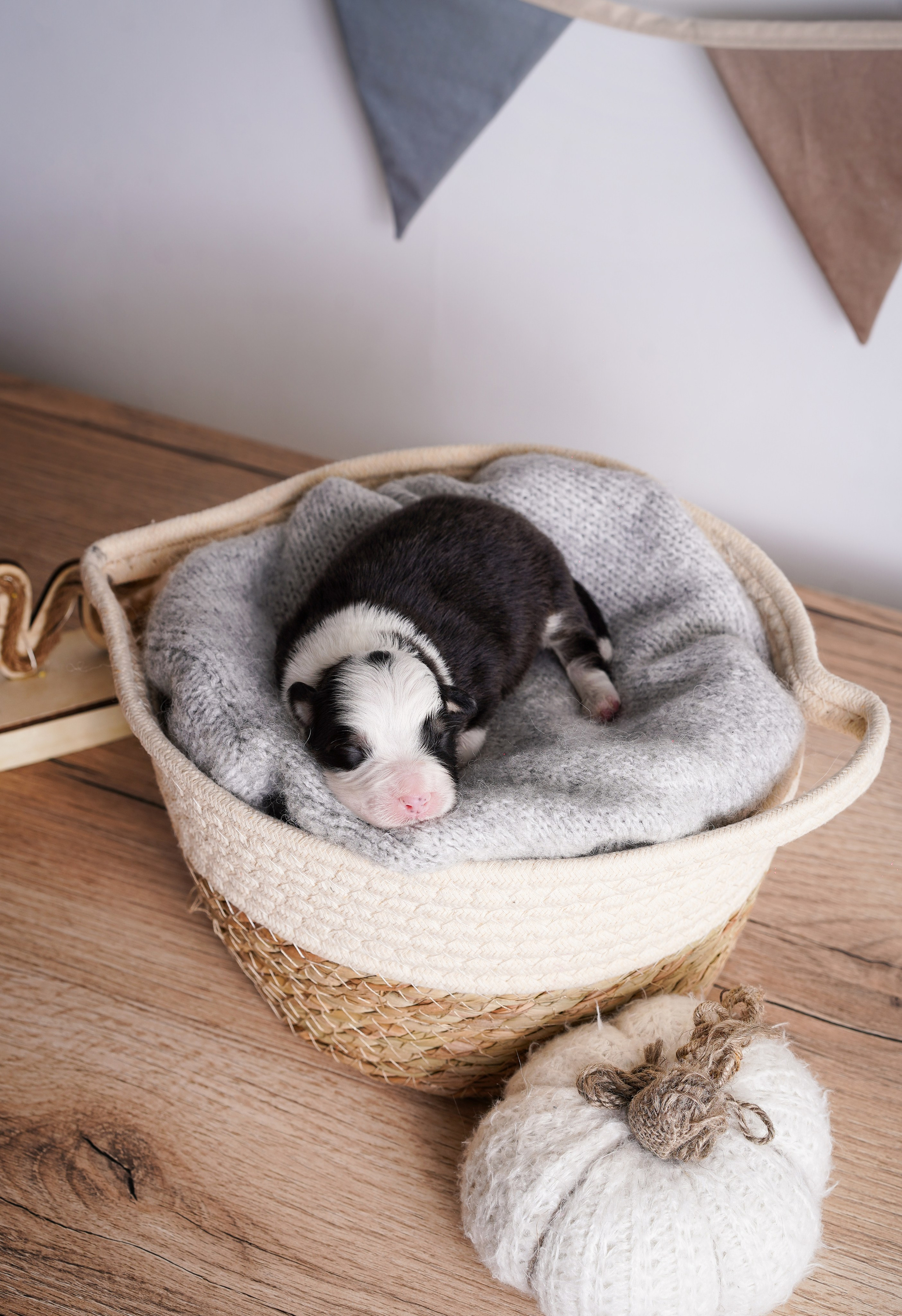 Щенки аусси. Фотограф-анималист в Санкт-Петербурге Яна Мартынова