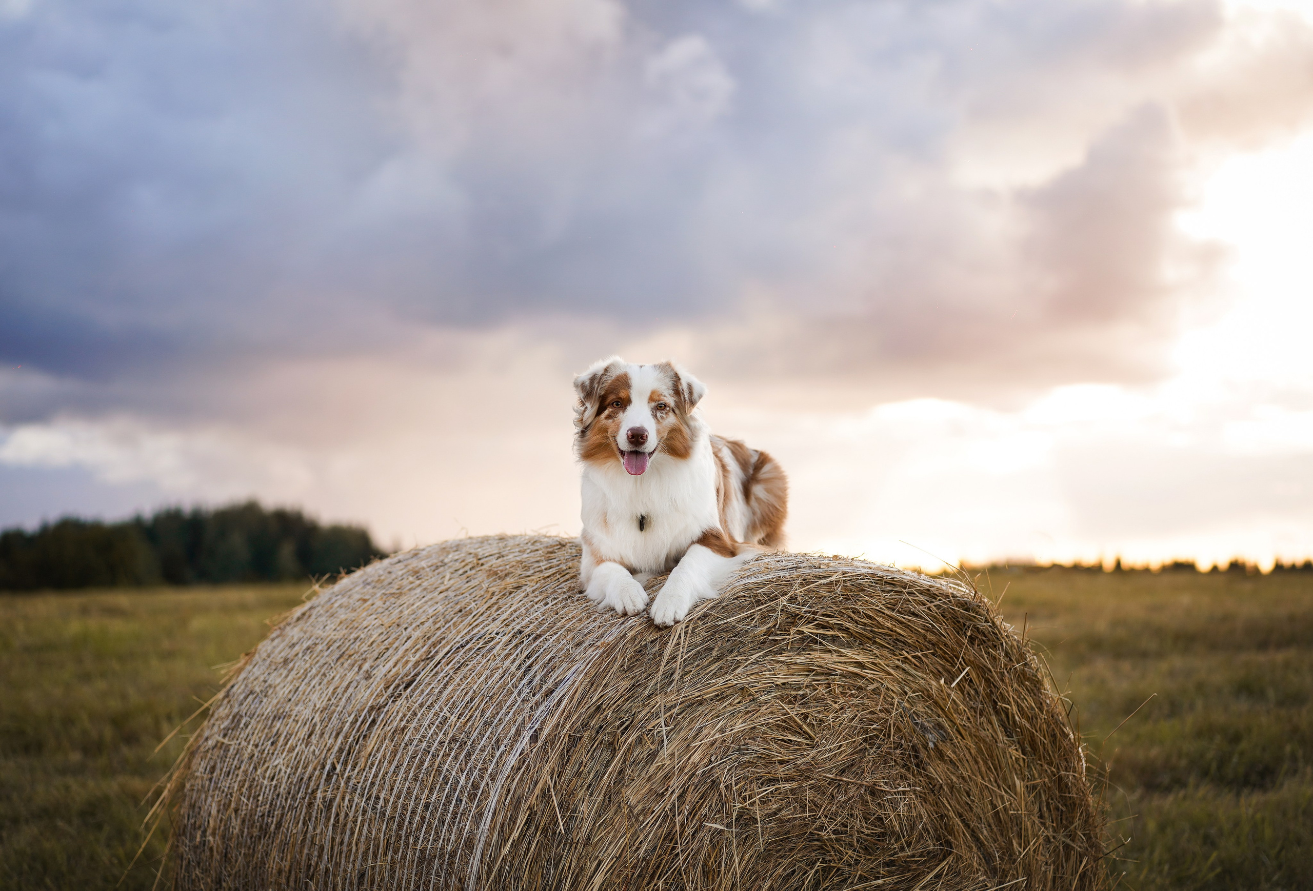 Панда и стога. Фотограф-анималист в Санкт-Петербурге Яна Мартынова