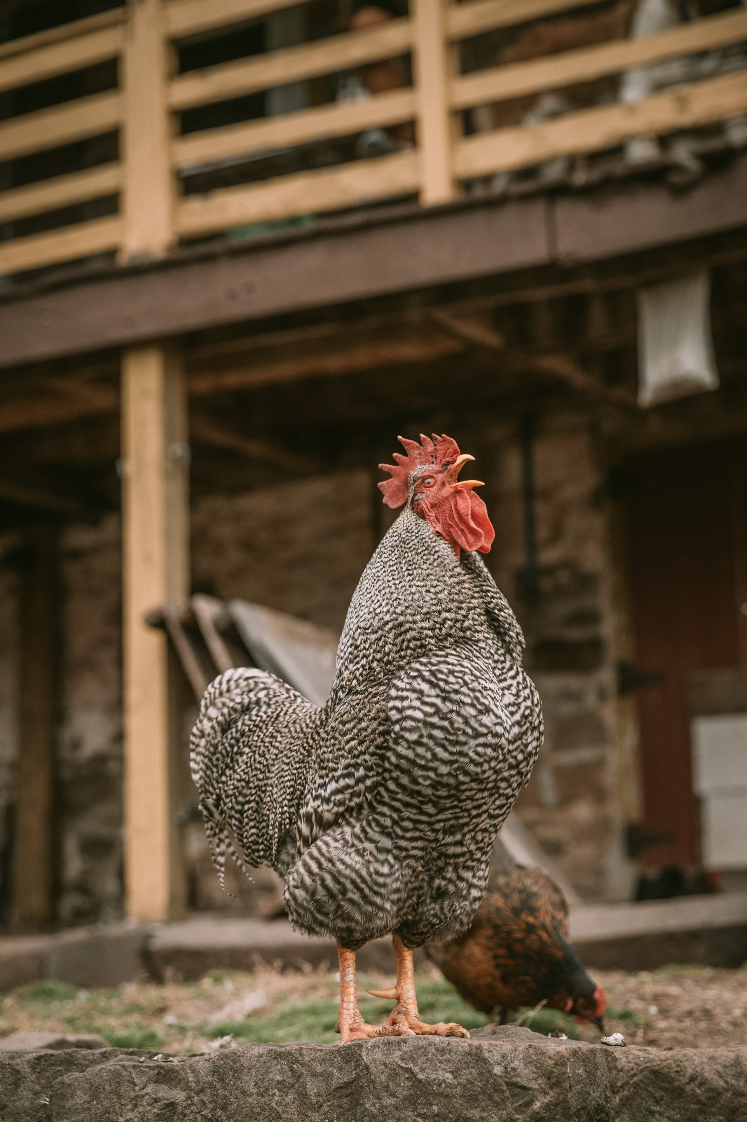 Session at the client’s home. Family photographer in Eastern Pennsylvania, Inna Nairn