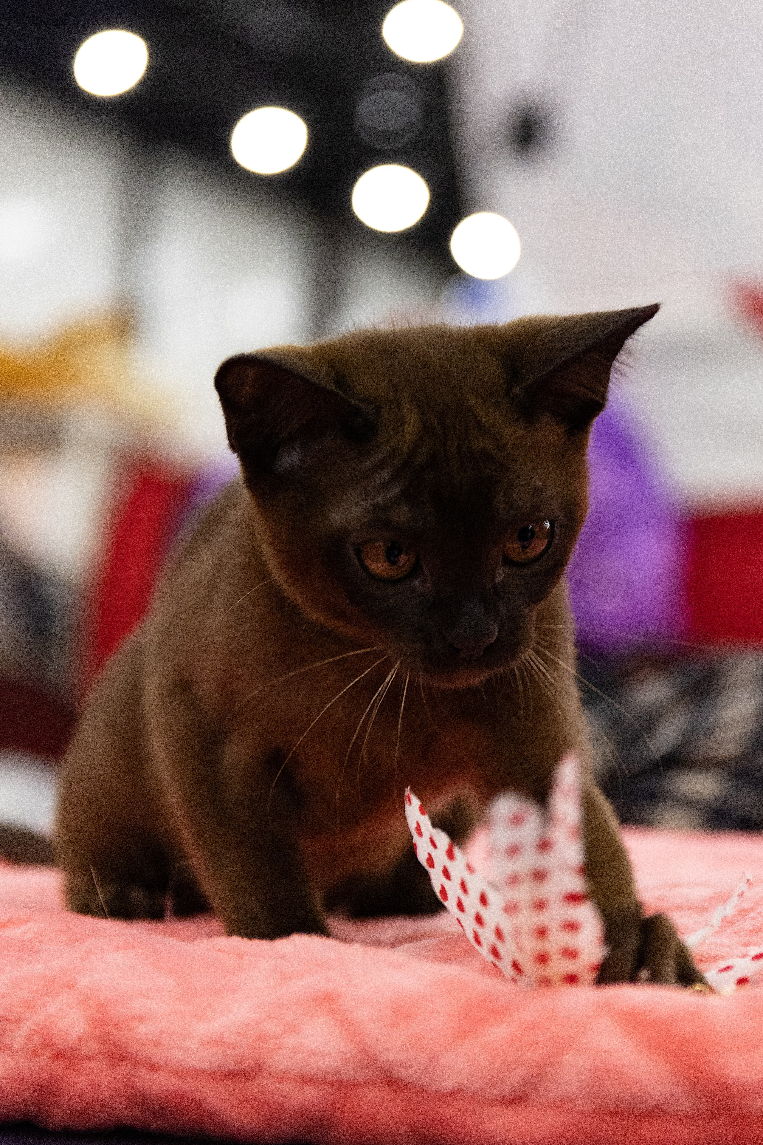 Анималистика