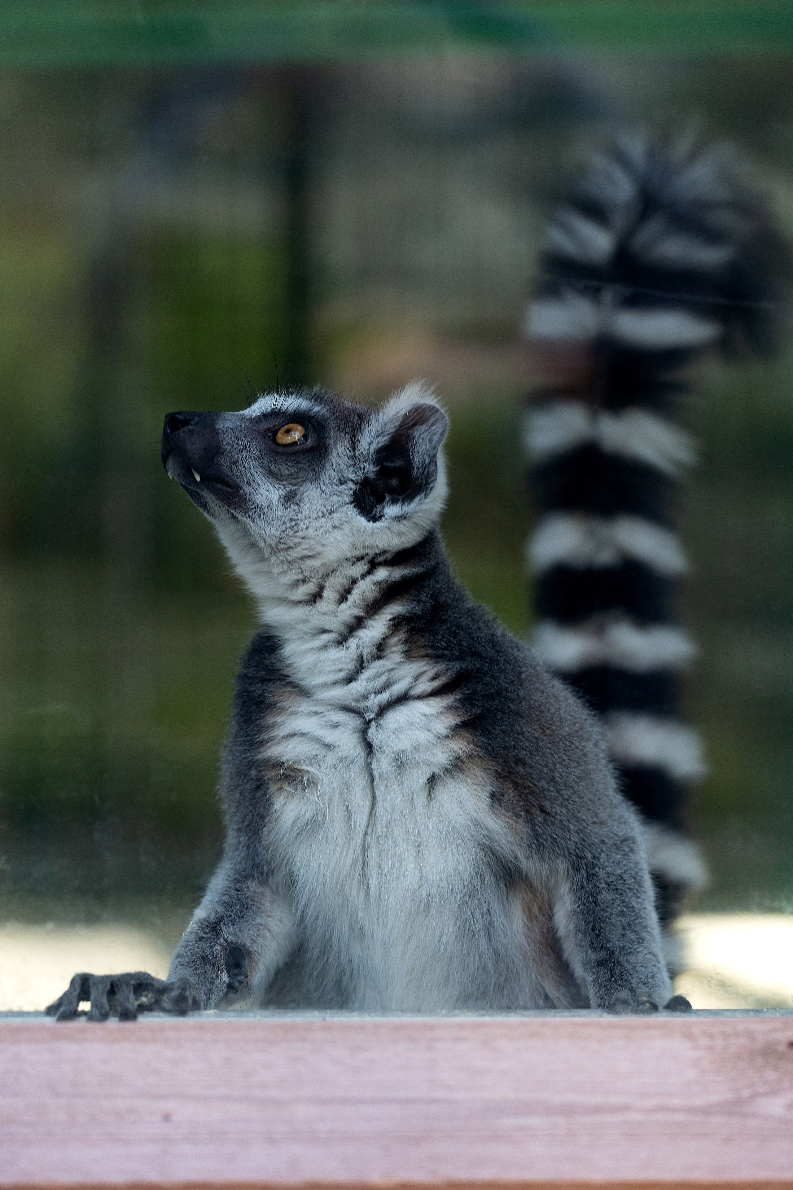 Анималистика