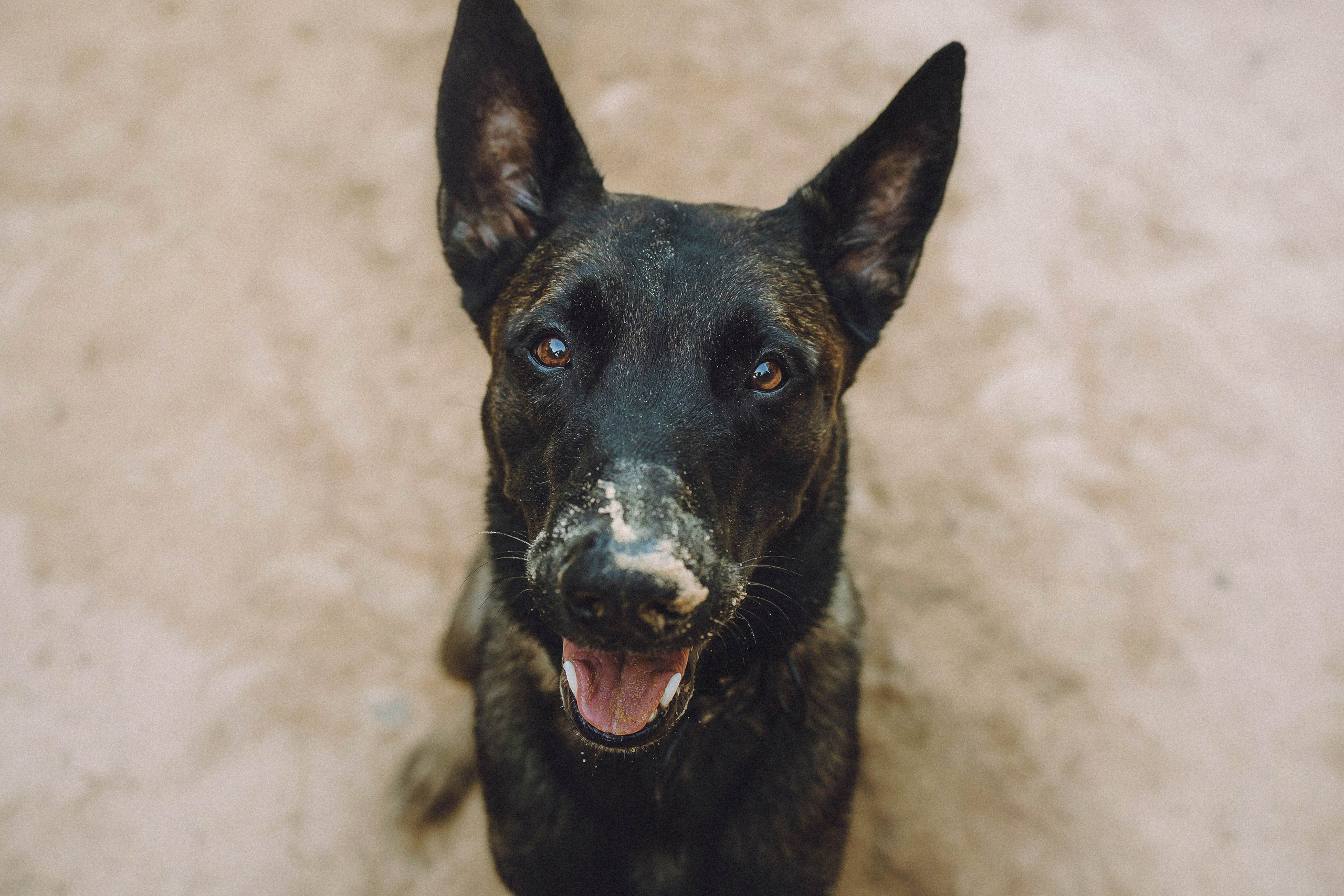 Таня, Ерш и Оллик