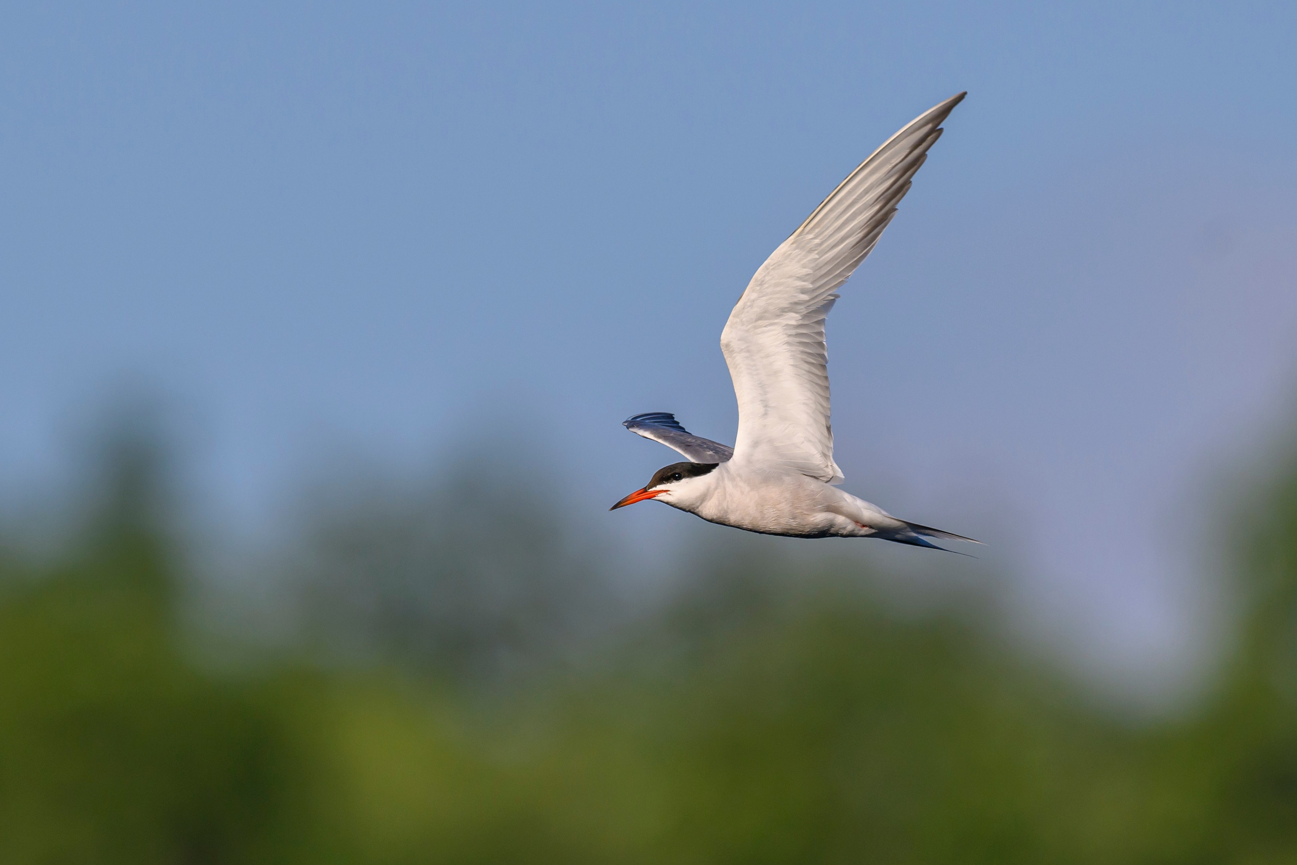 Большой кроншнеп и крачки. Wildlife photography by Sergey Puponin
