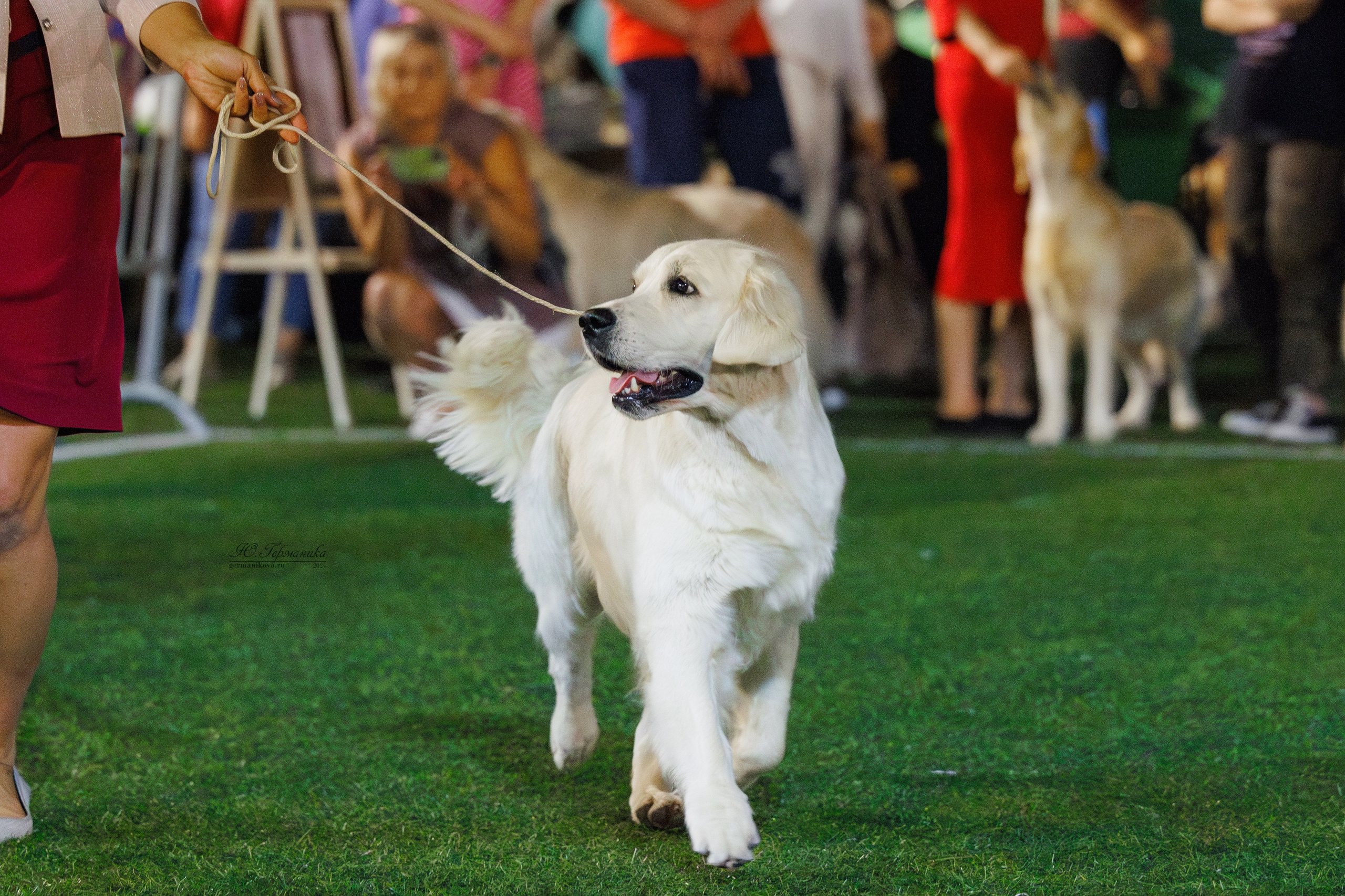 Волгоград 2-4.08.2024. Фотограф-анималист Юлия Германика