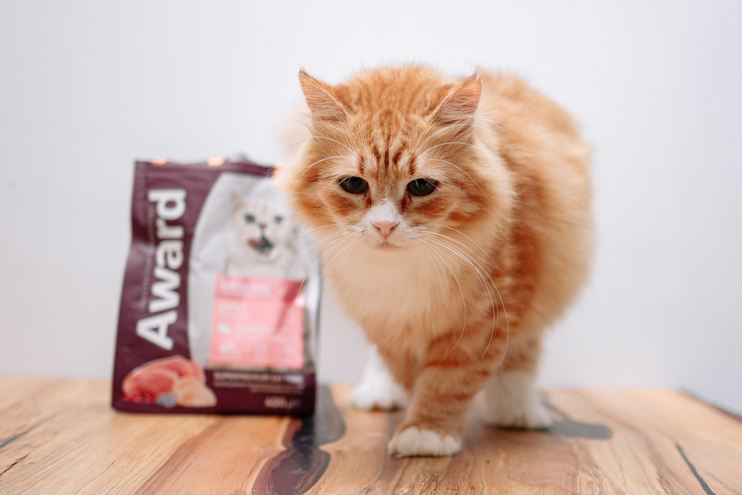 Благотворительная съемка животных. Предметный фотограф в Москве Дарья Радькович