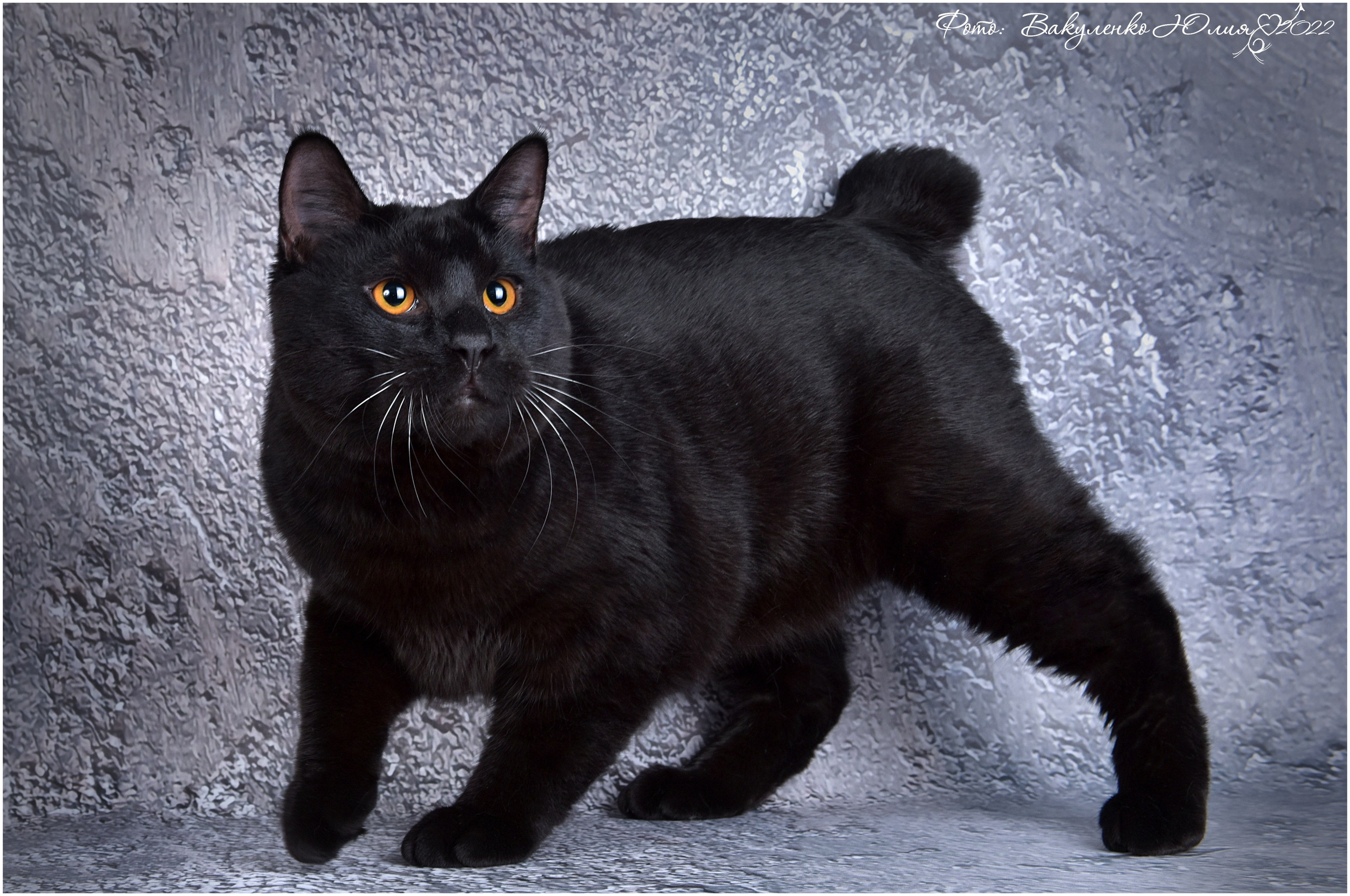 Взрослые. Фотограф анималист | семейный Юлия Вакуленко, г. Краснодар