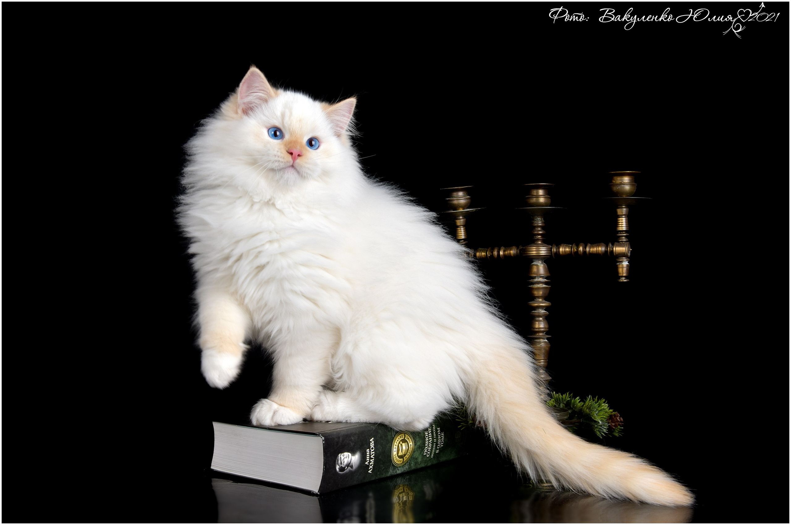 Котята. Фотограф анималист | семейный Юлия Вакуленко, г. Краснодар