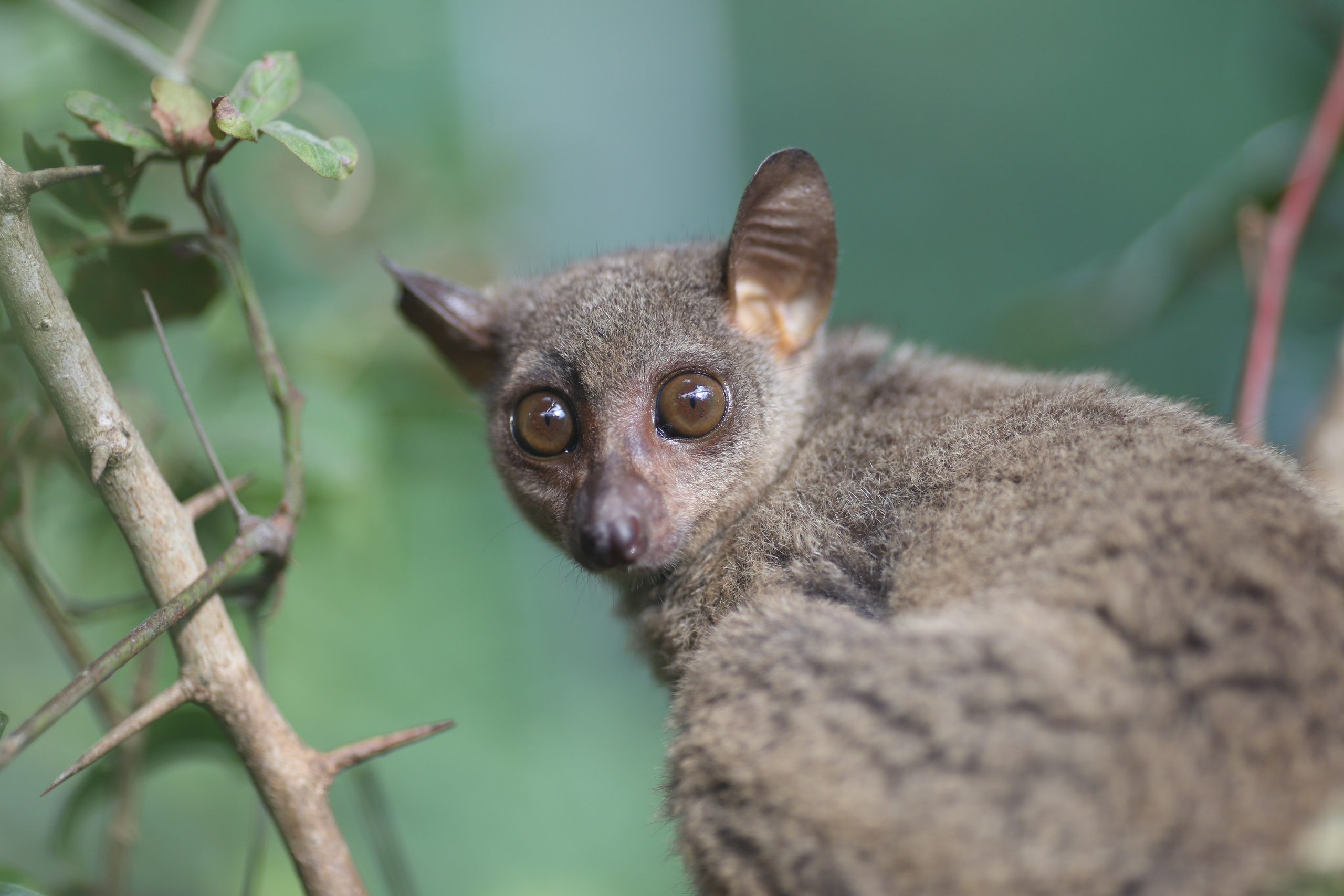 Остров Занзибар, Танзания. Фотограф Сергей Кишкель Дананг Нячанг Фукуок