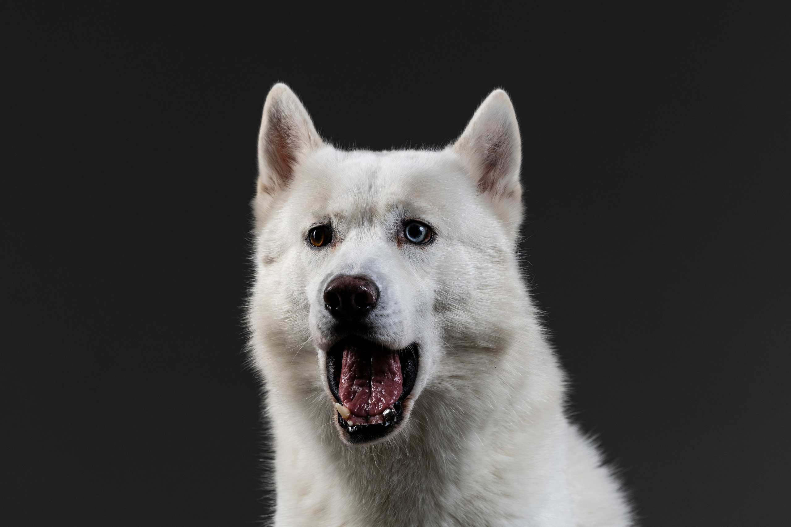 Студия. Фотограф-анималист Анна Маринич