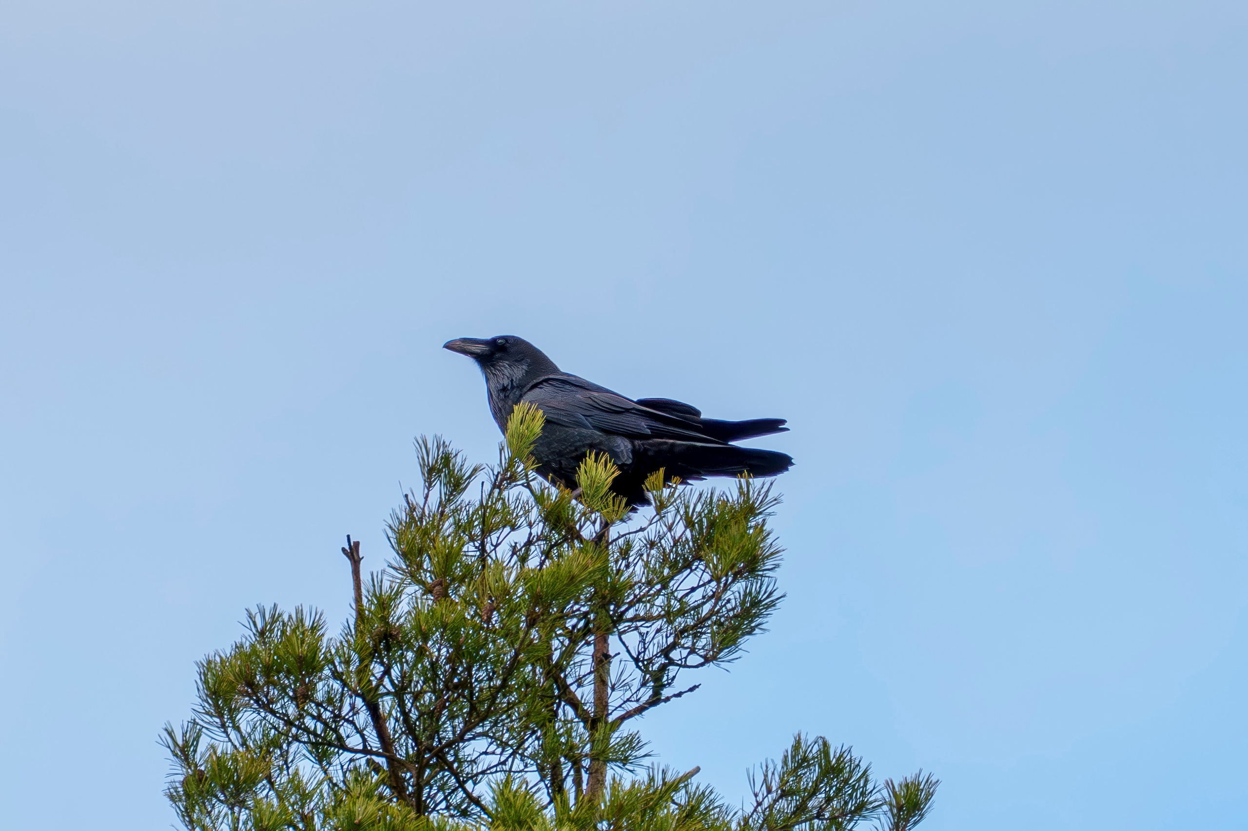 Animals — Животные