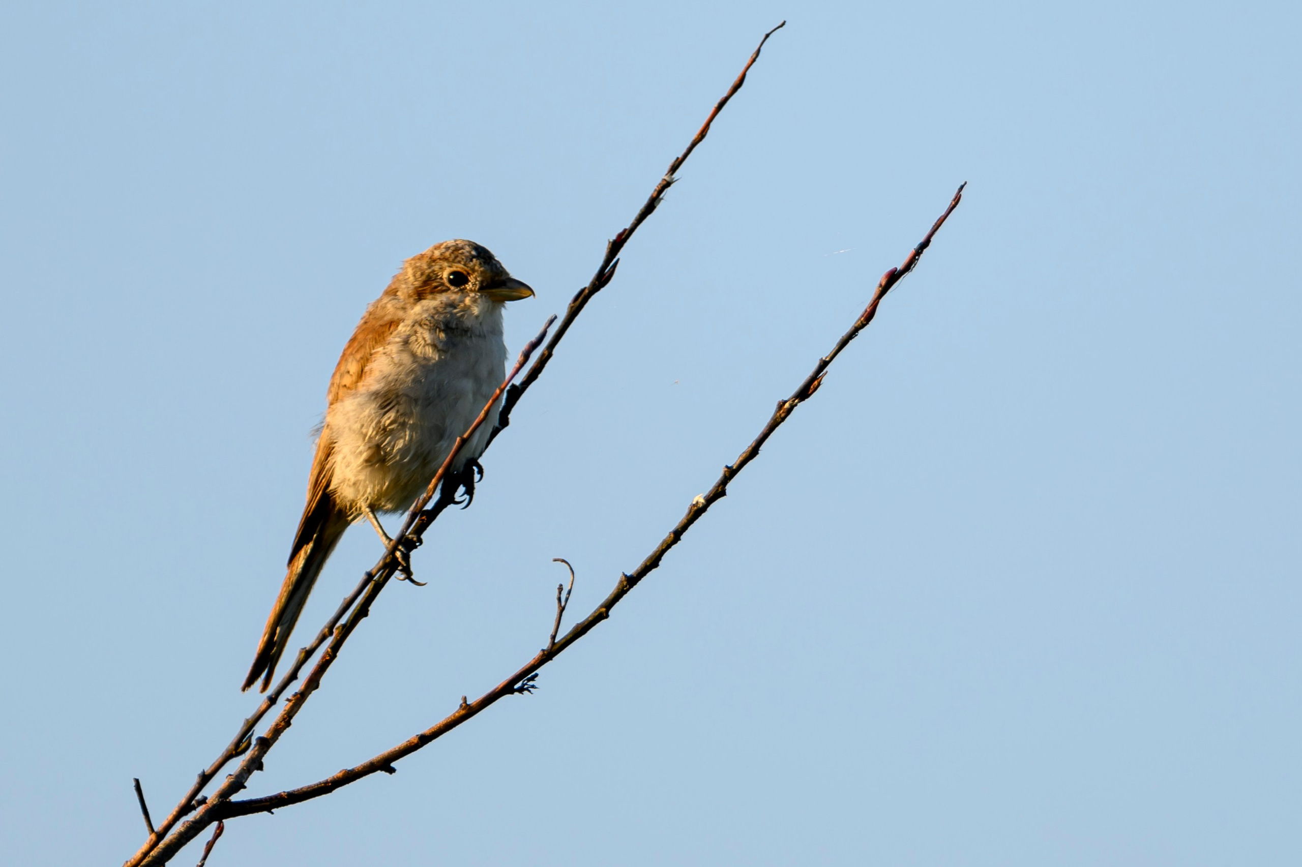 Большой кроншнеп и крачки. Wildlife photography by Sergey Puponin