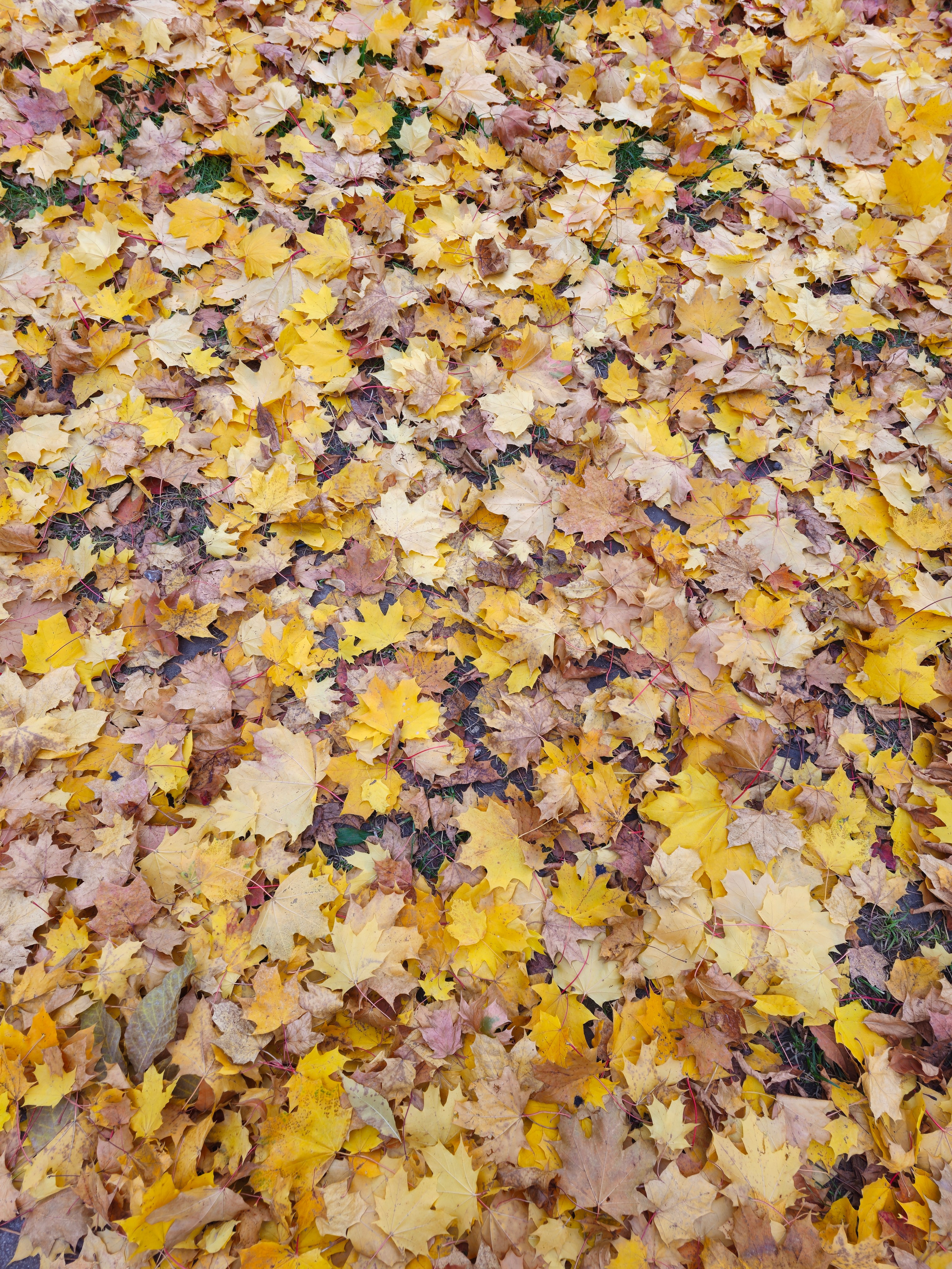 Крупный план земли, полностью покрытой толстым слоем опавших кленовых листьев разных оттенков желтого, золотистого и коричневого.
