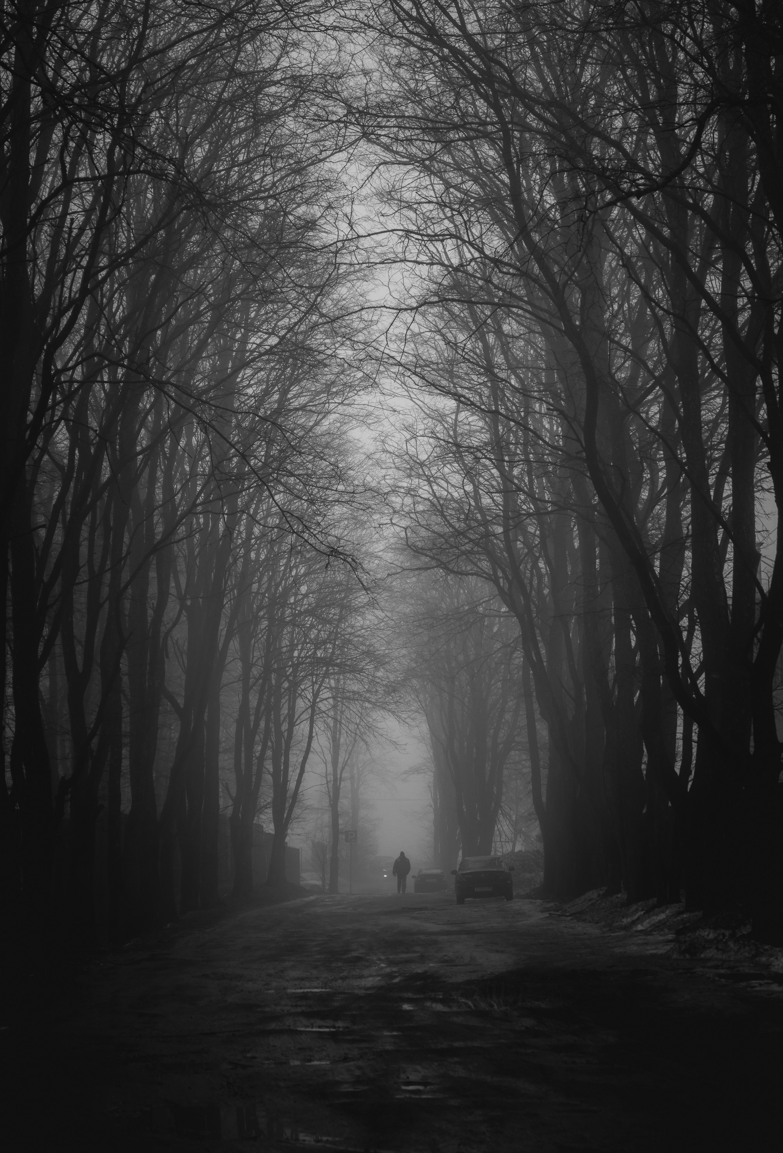 Чёрно-белая фотография туманной аллеи в Санкт-Петербурге, одинокий человек идёт по дороге среди деревьев в густом тумане, атмосферный urban пейзаж, фотограф Евгений Мальцев.