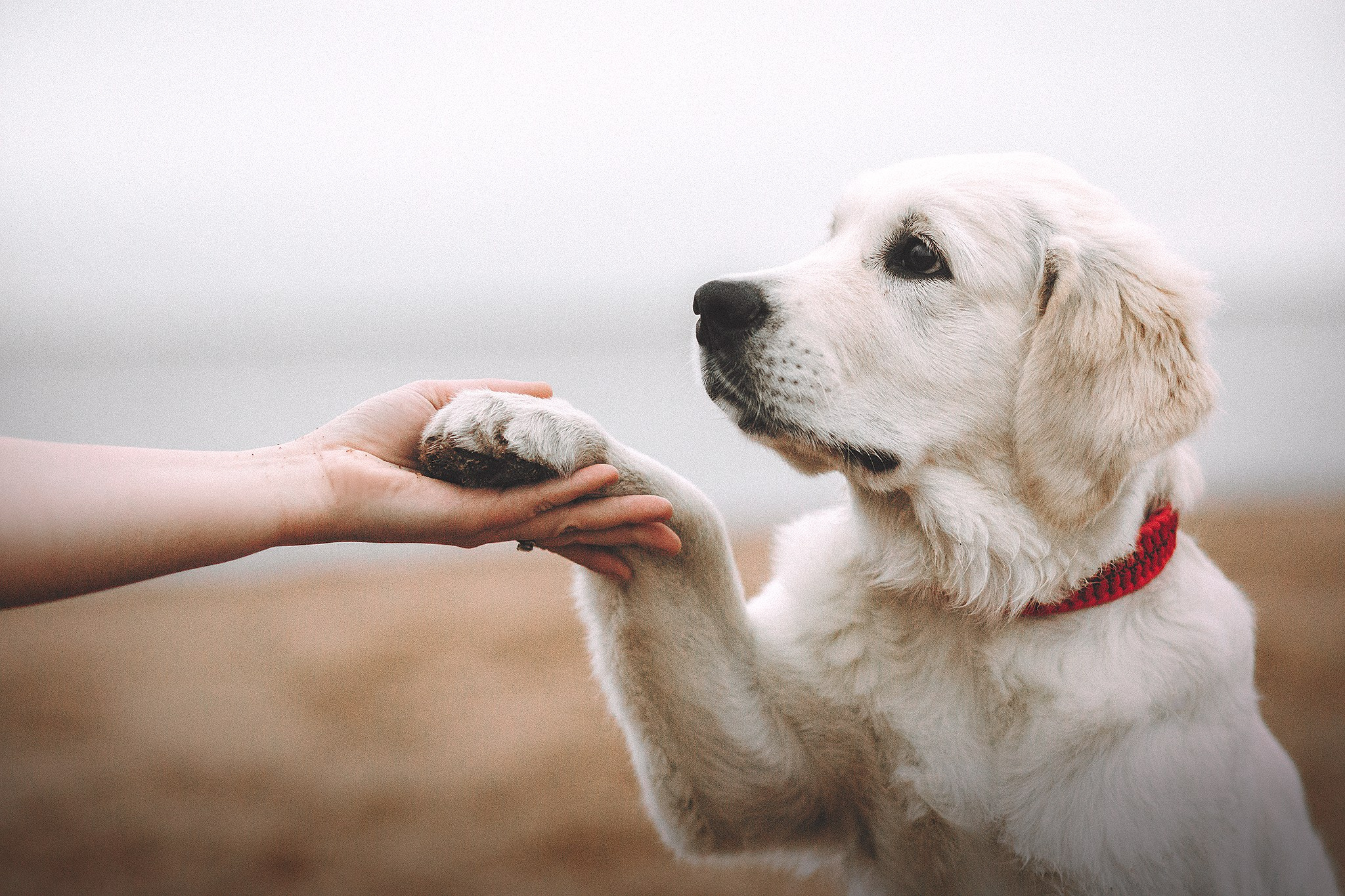 Барли, Фортис. Фотограф-анималист • love-story • Санкт-Петербург