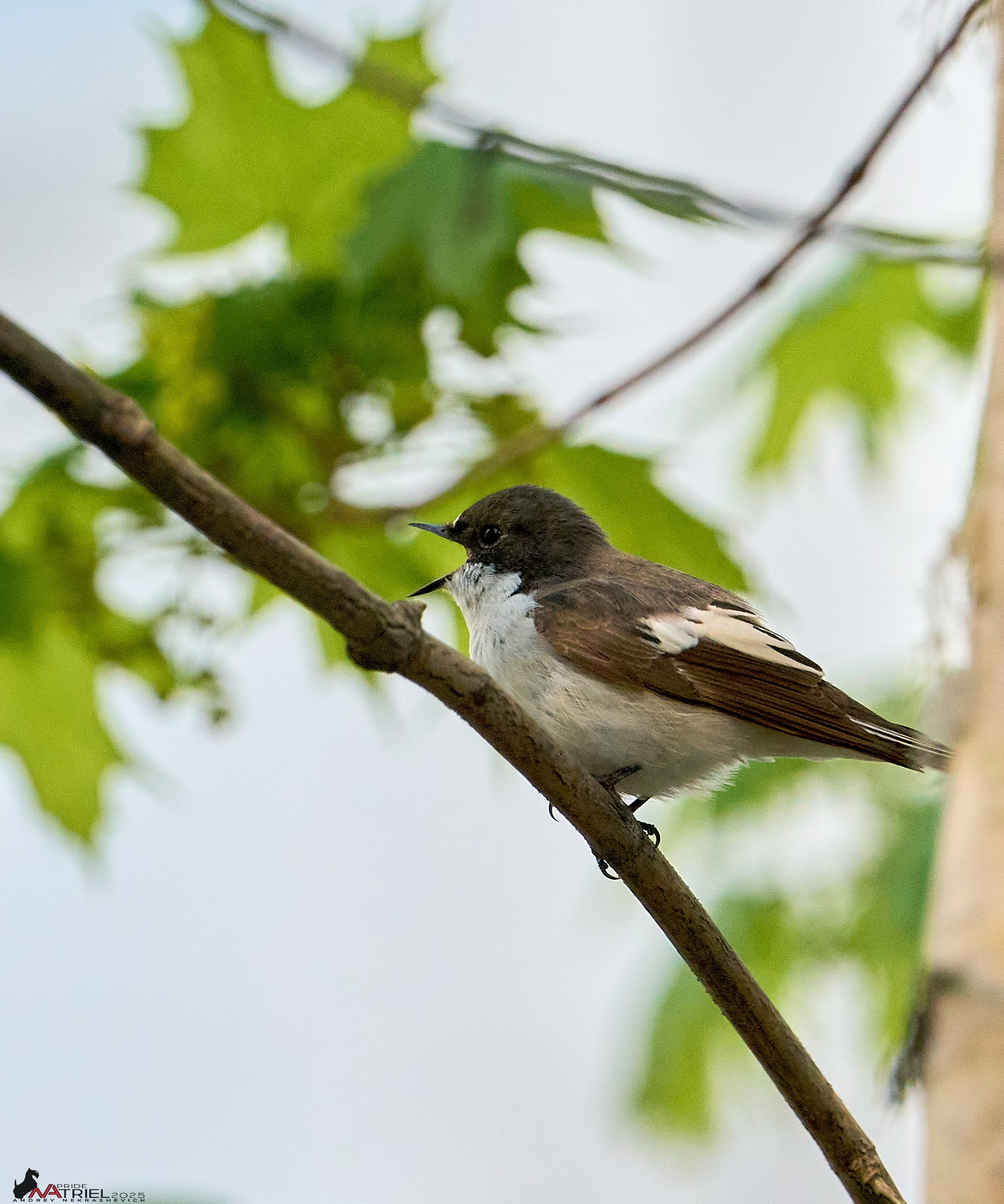 Природа в апреле. Всё в цветении!