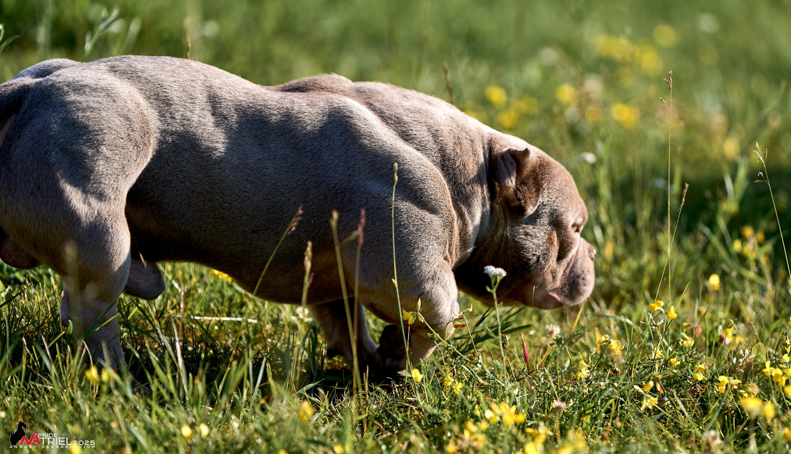 Съемка собак породы булли на природе