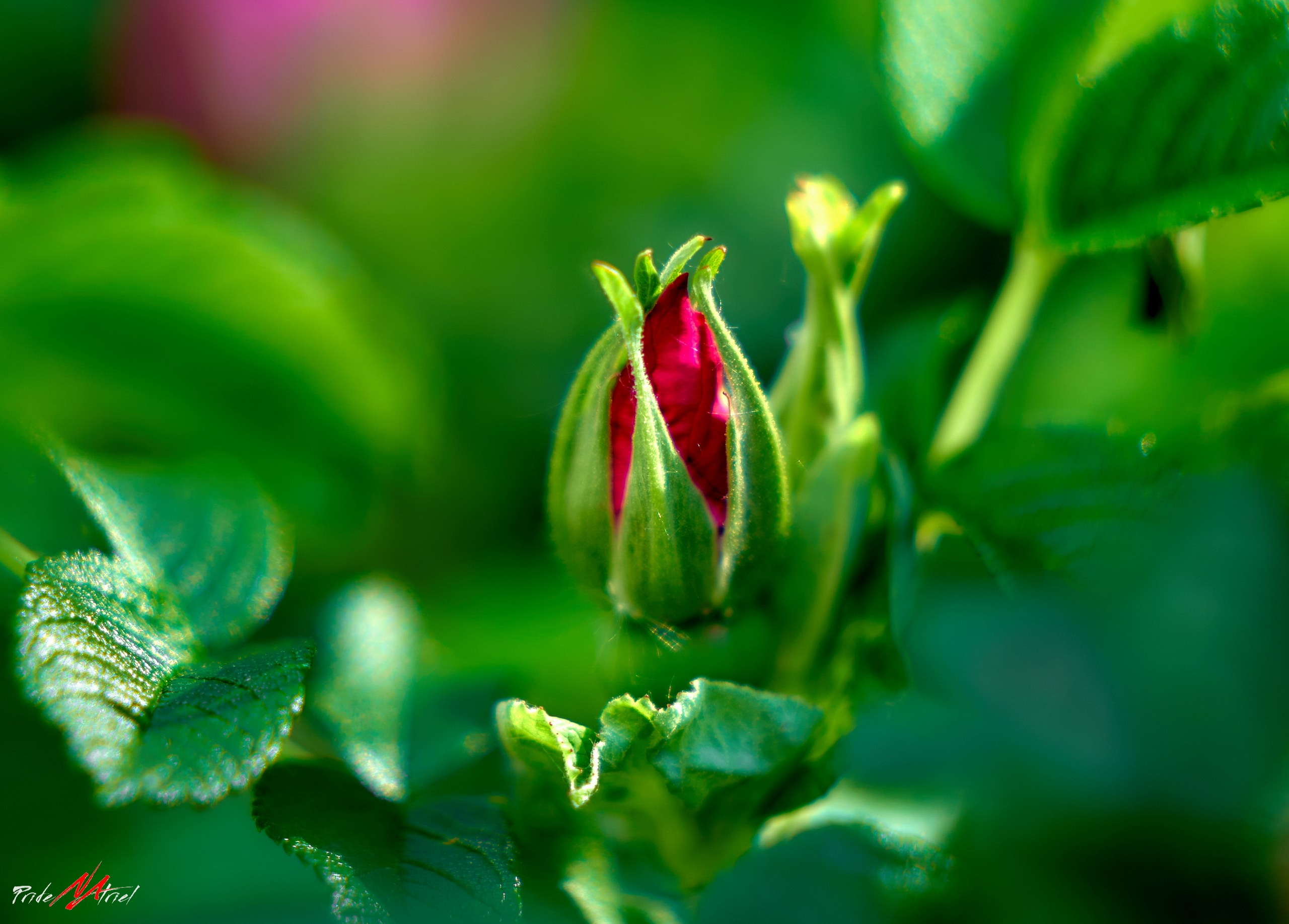 Лютики-цветочки — галерея NATRIEL