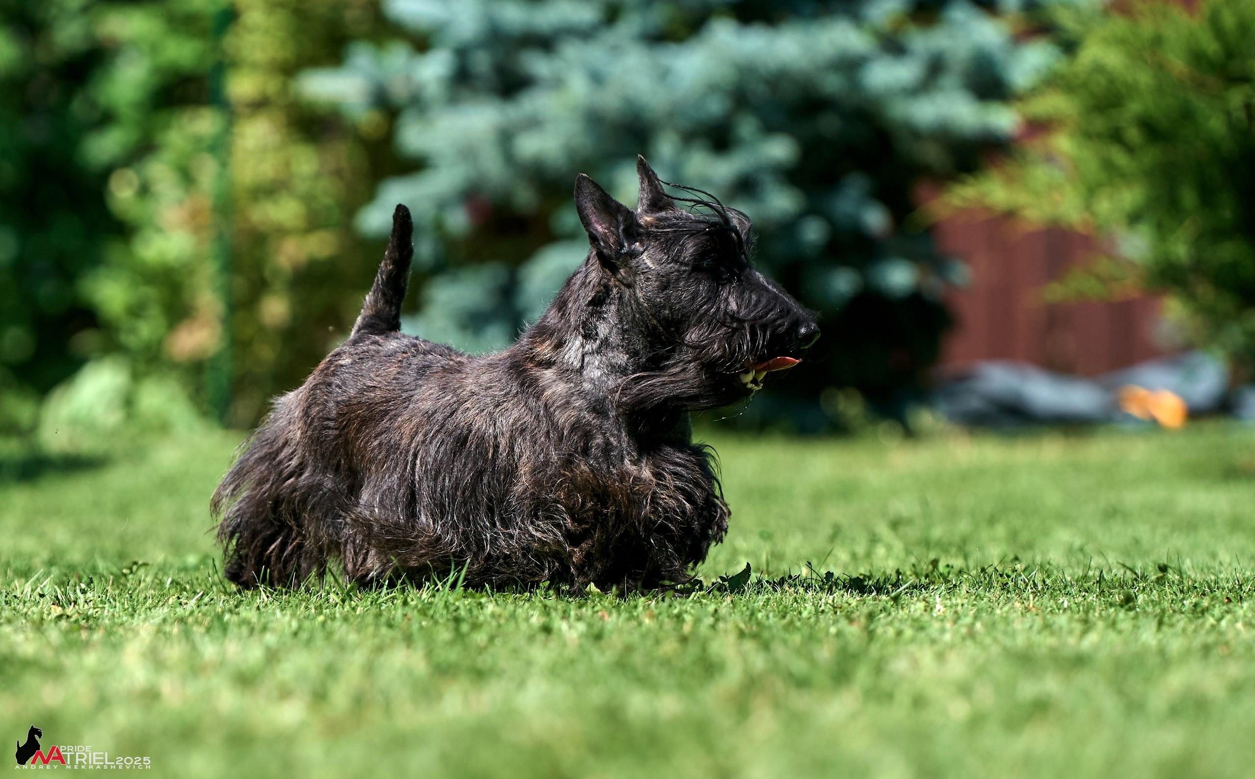 Алабаи и скотч-терьеры в питомнике у Ольги