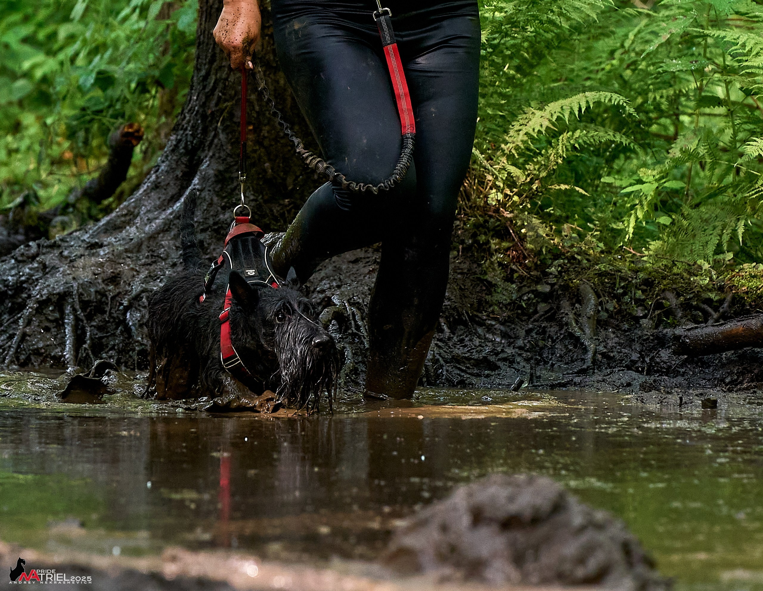 Russian Extreme Dog Trail — 2025