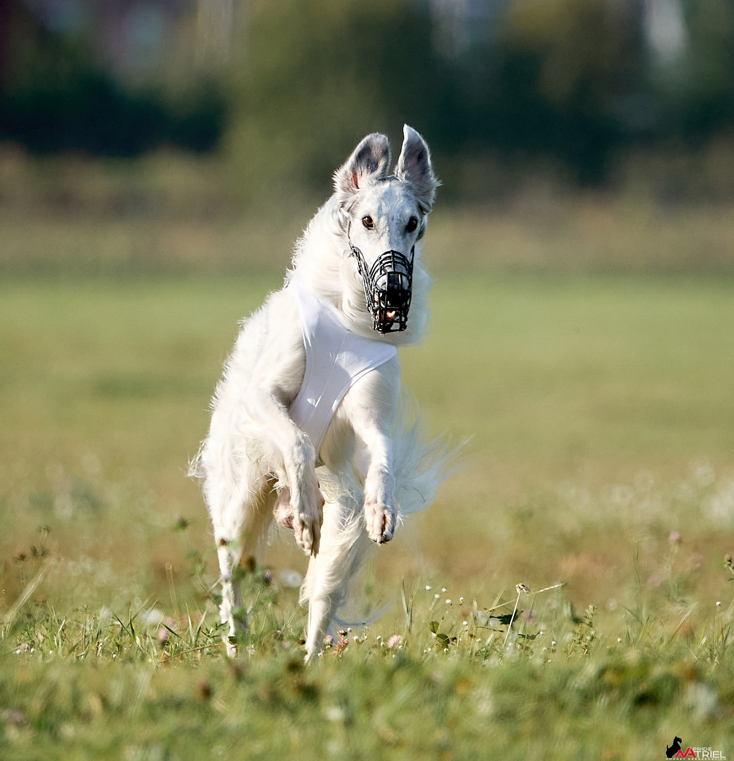 Съемка курсинг — галерея NATRIEL