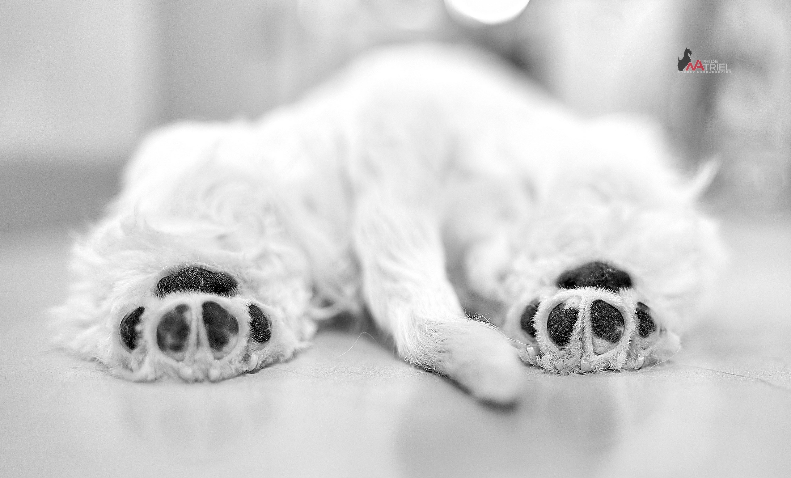 Щенки дома — галерея NATRIEL