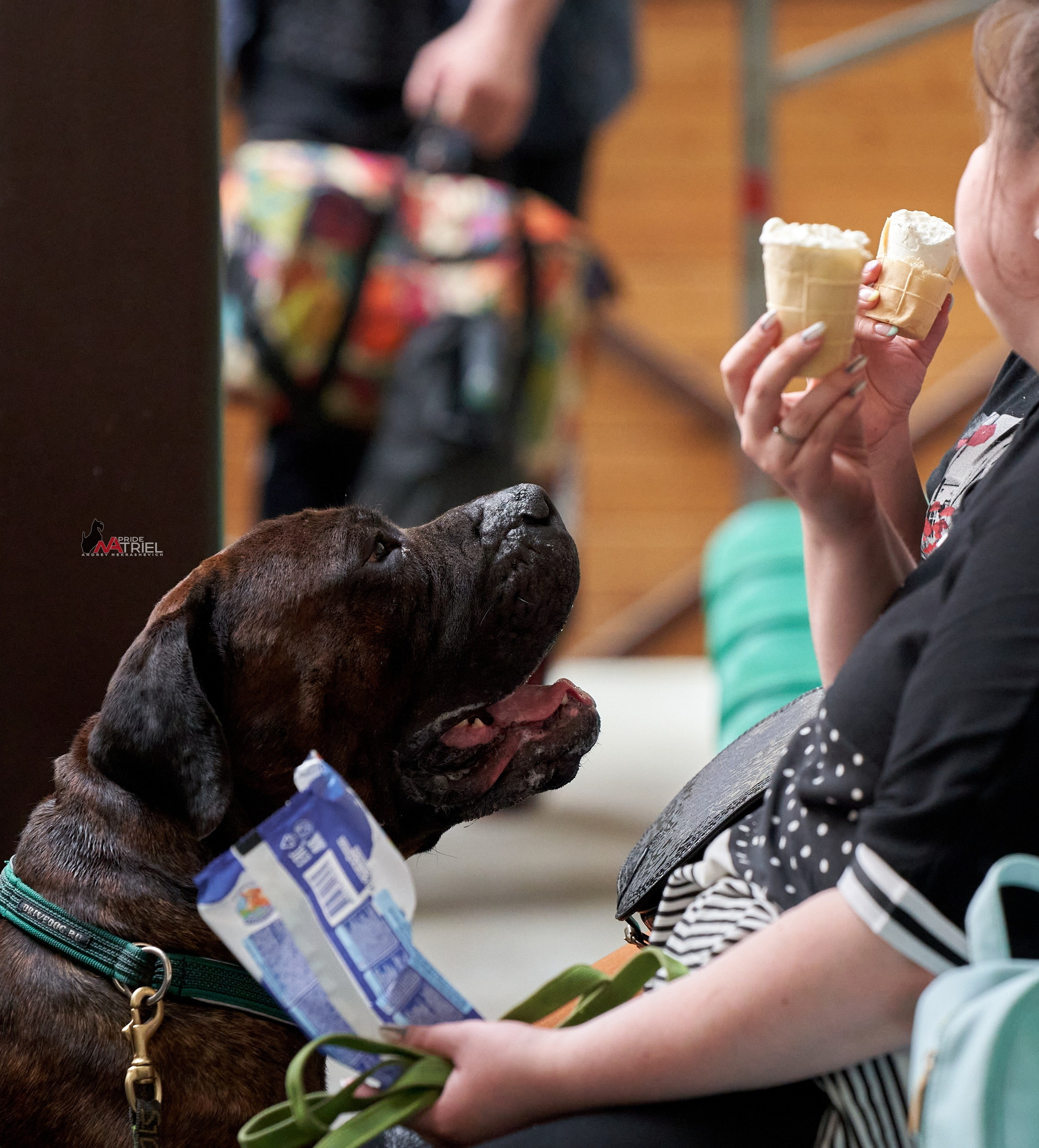 Картинки с выставки — галерея NATRIEL