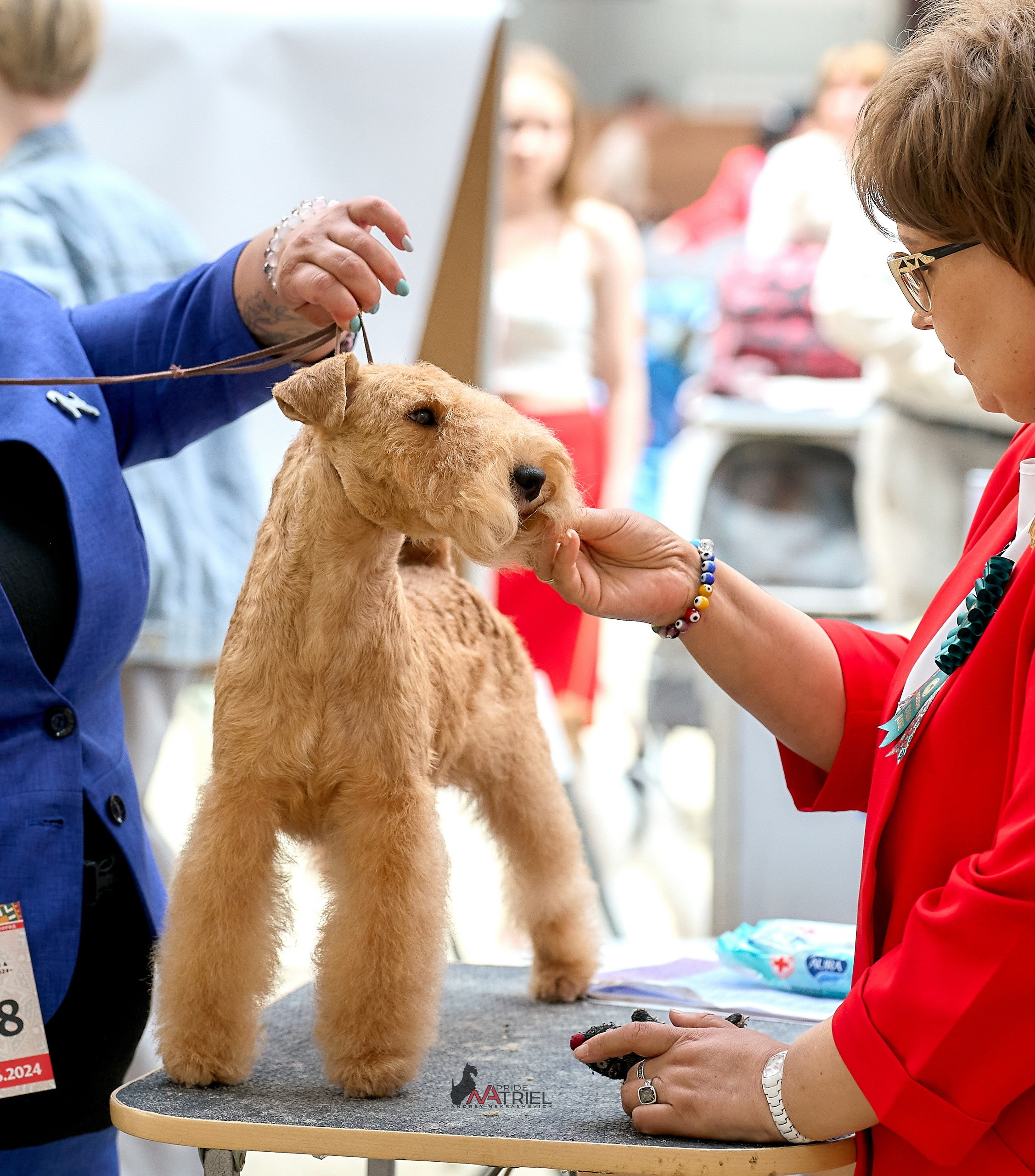 Работа в рингах — галерея NATRIEL