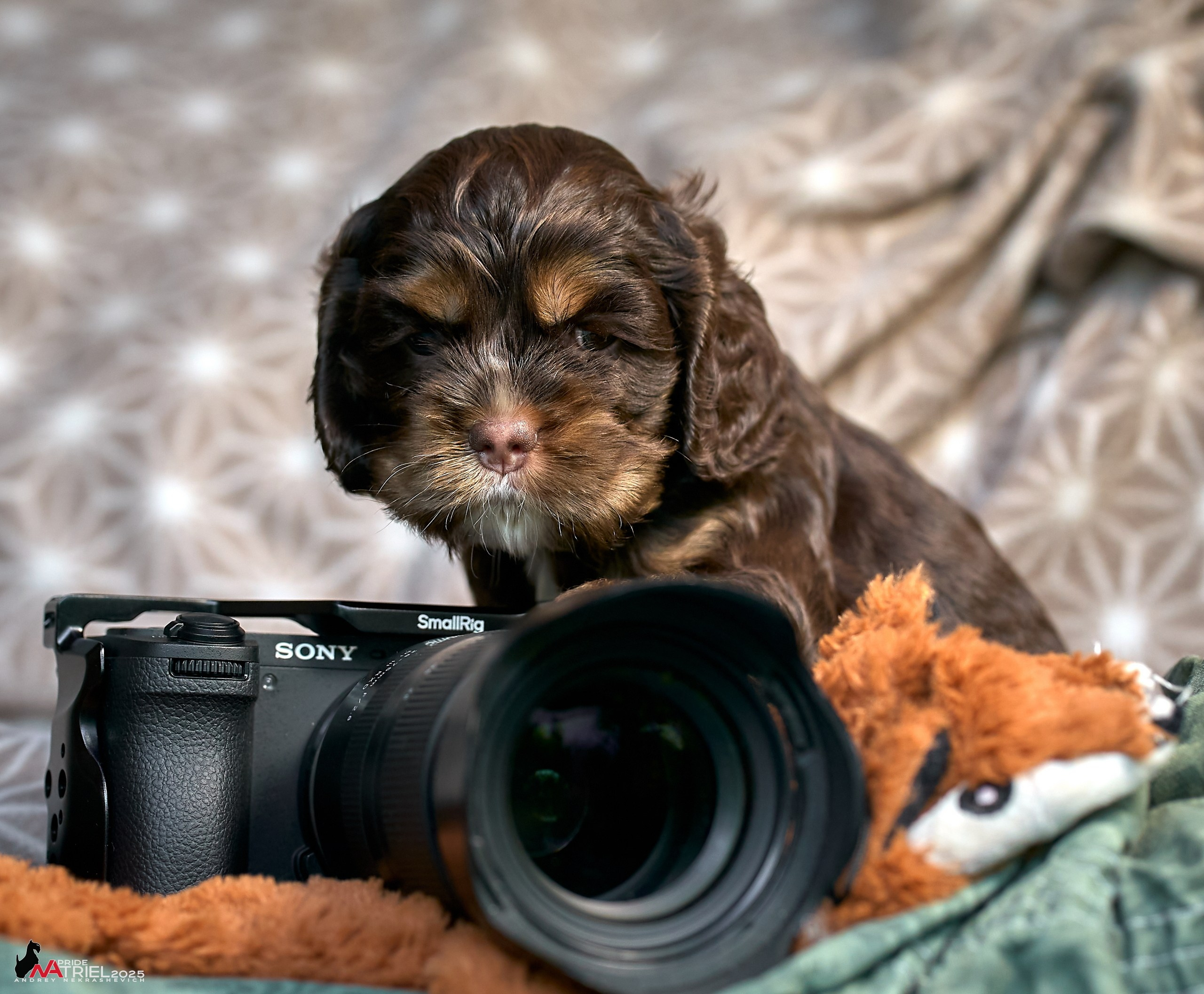 Щенки АмКокеров