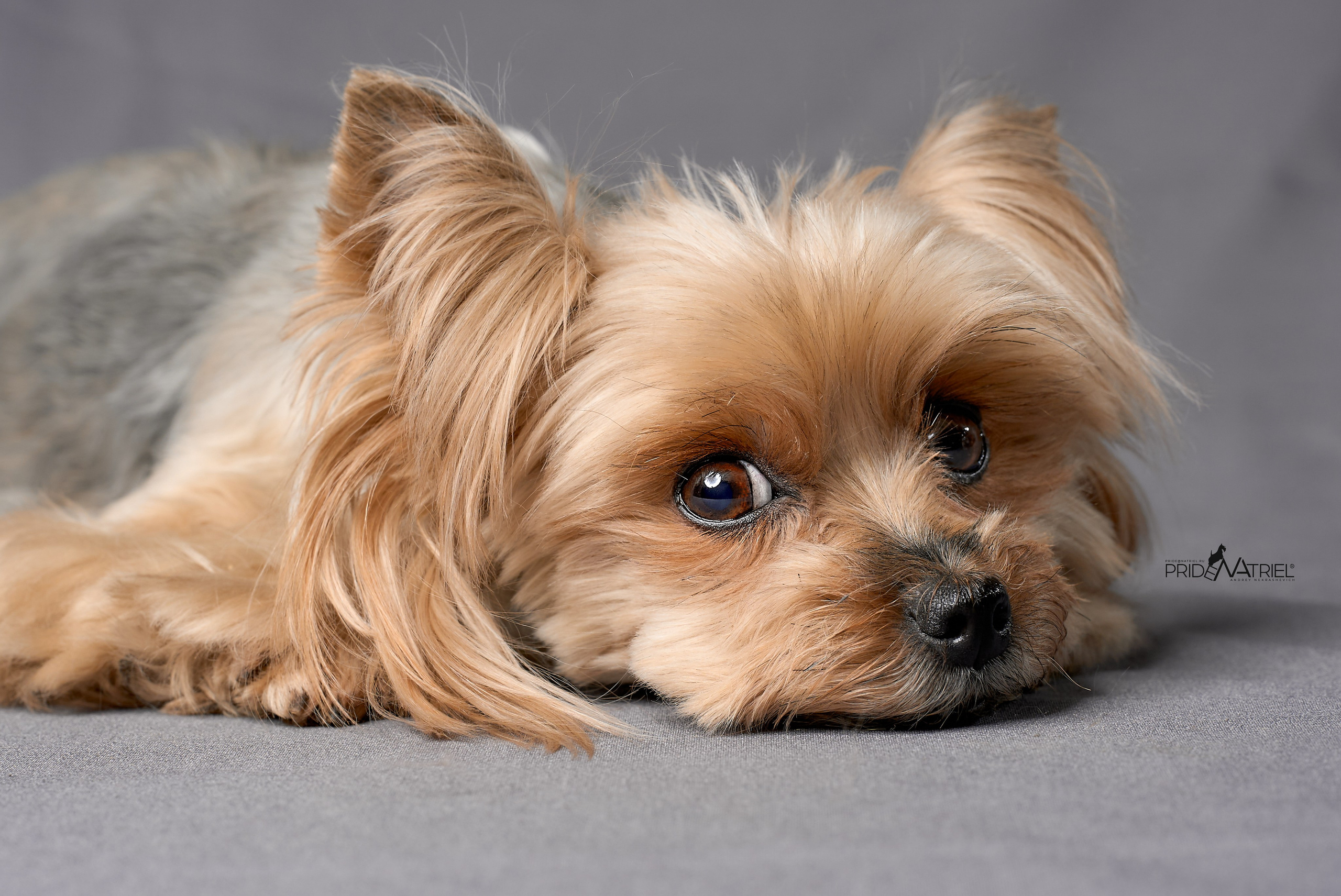 Йоркширский терьер Циля