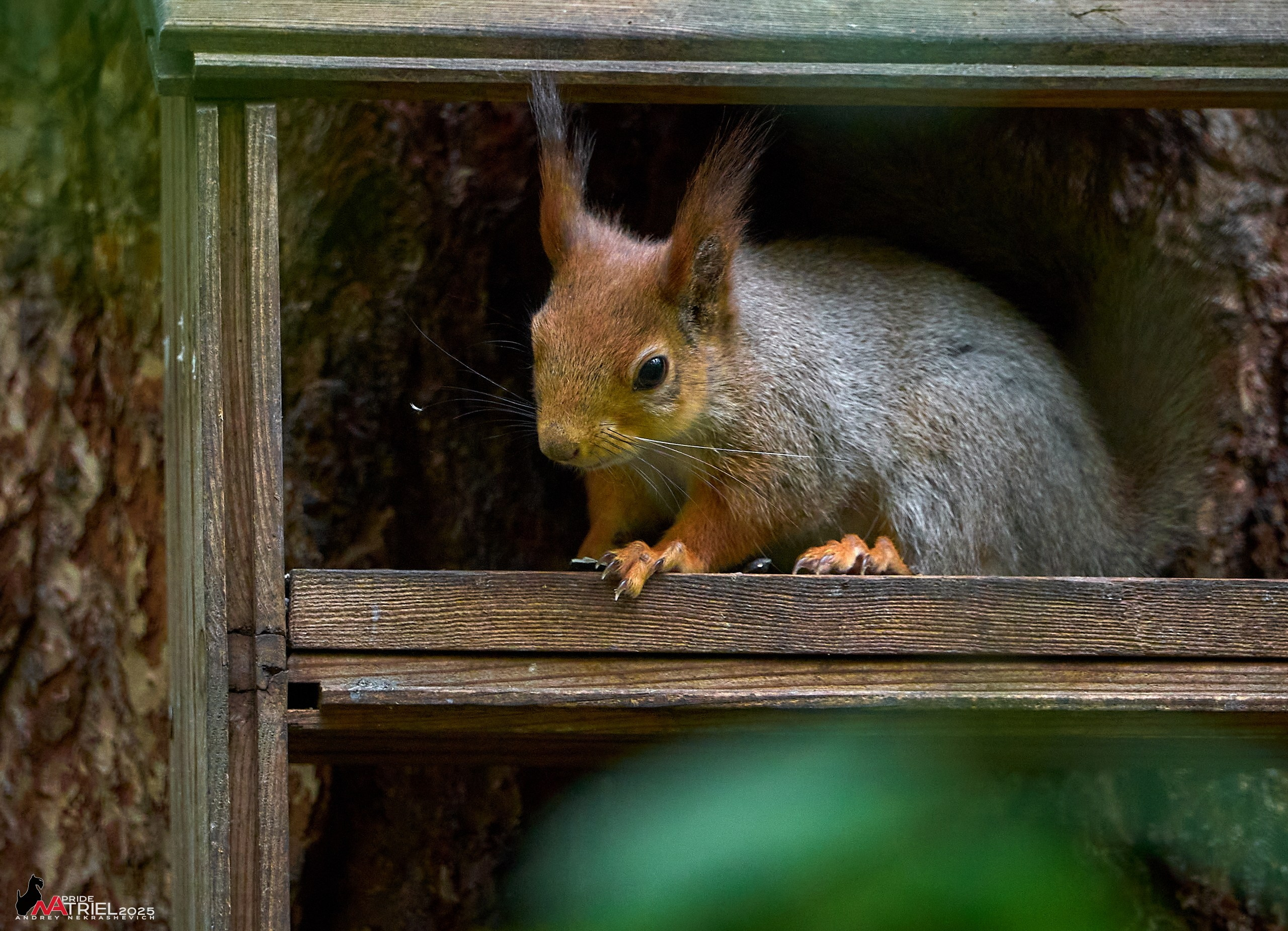 Съемка в майском лесу