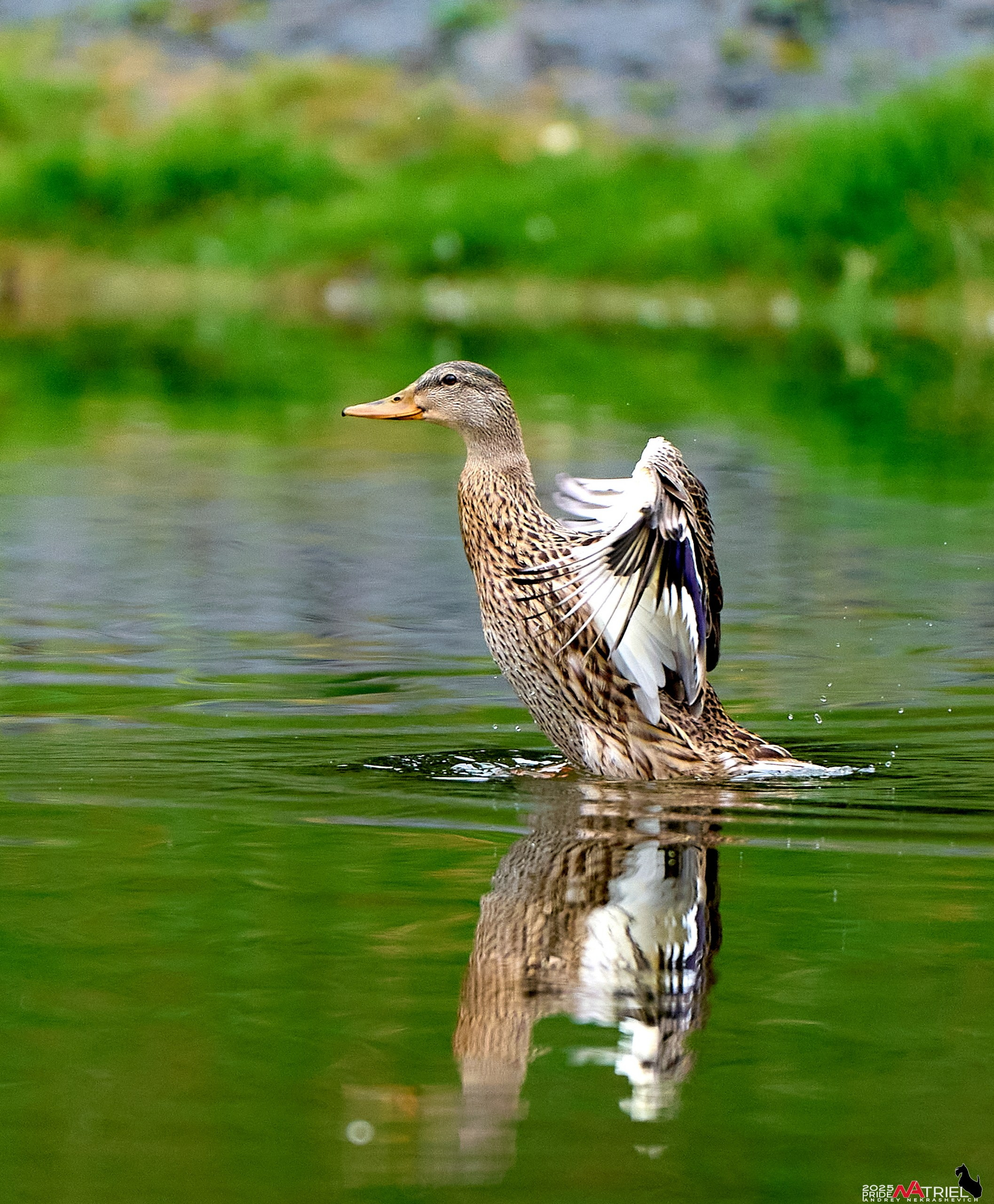 Утки на пруду